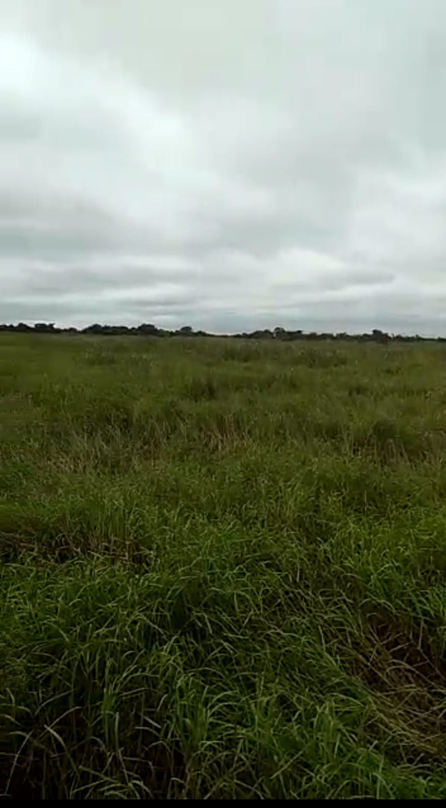 Fazenda à Venda no Pantanal- Região da Nhecolândia