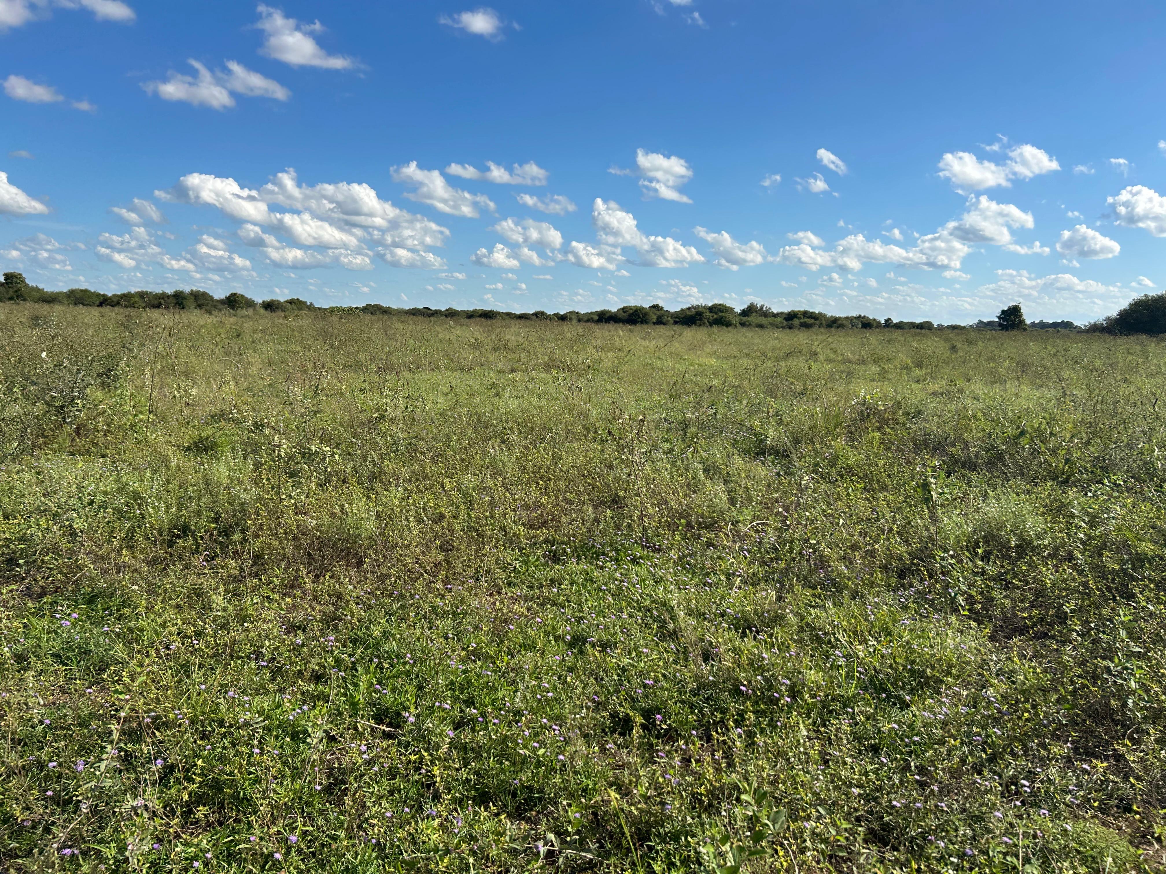 Fazenda à Venda no Pantanal- Região da Nhecolândia