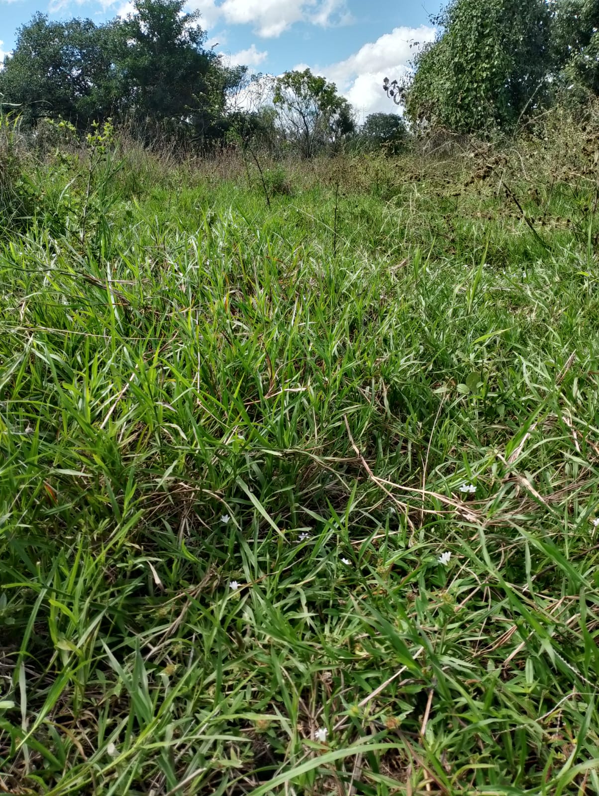 Fazenda à Venda no Pantanal- Região da Nhecolândia