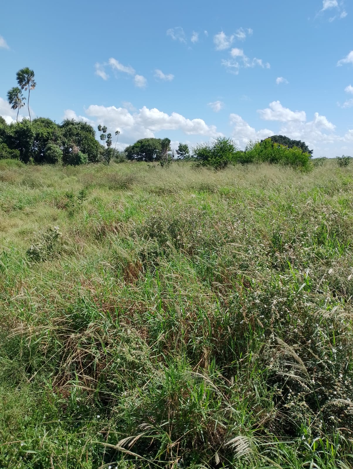 Fazenda à Venda no Pantanal- Região da Nhecolândia