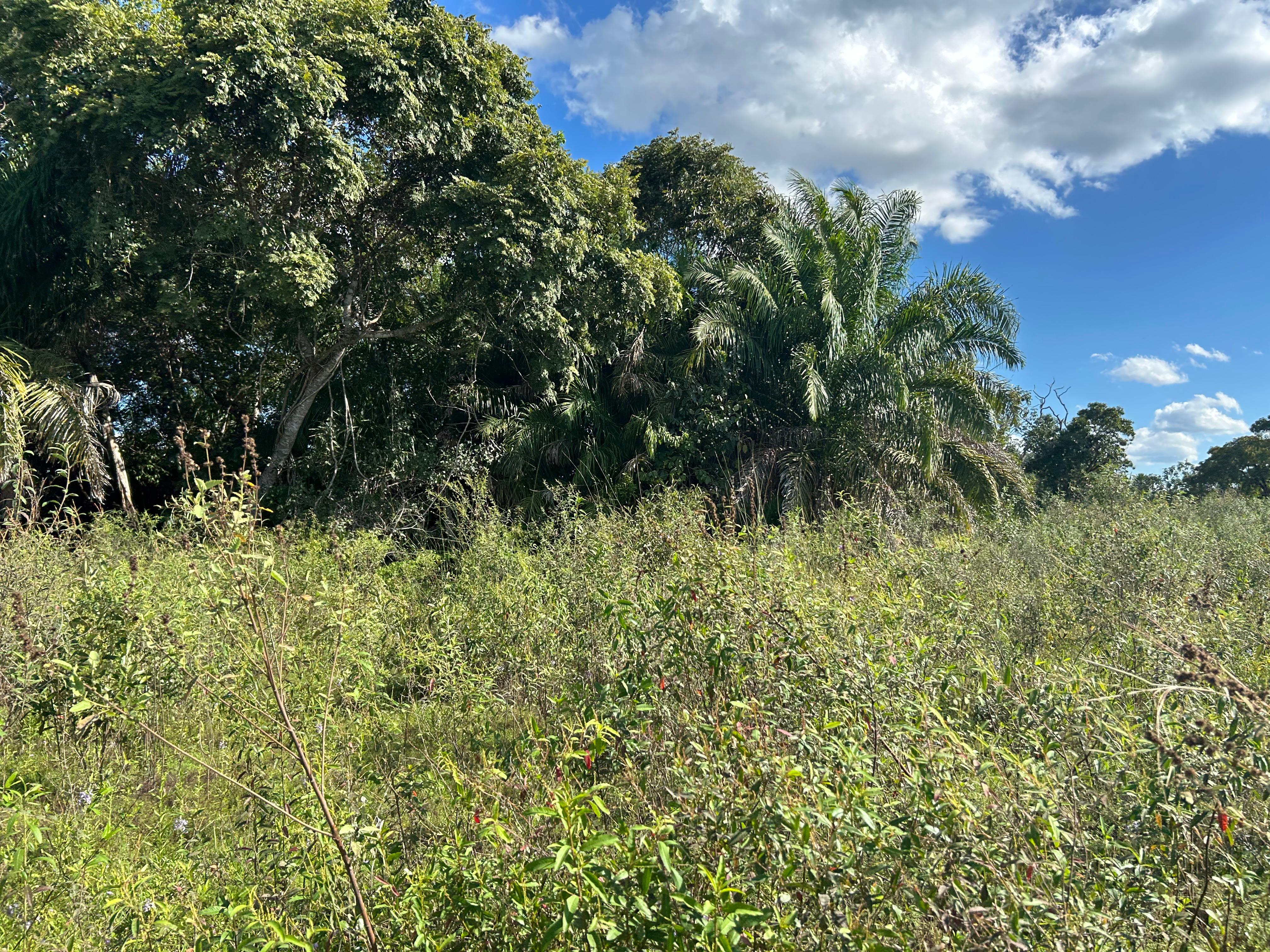 Fazendas à Venda no Pantanal - Região Abobral