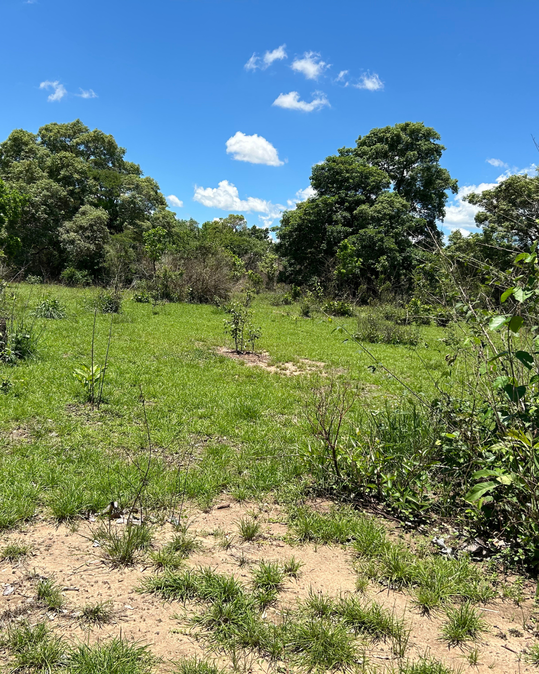 Fazenda à Venda - Região de Anastácio/MS