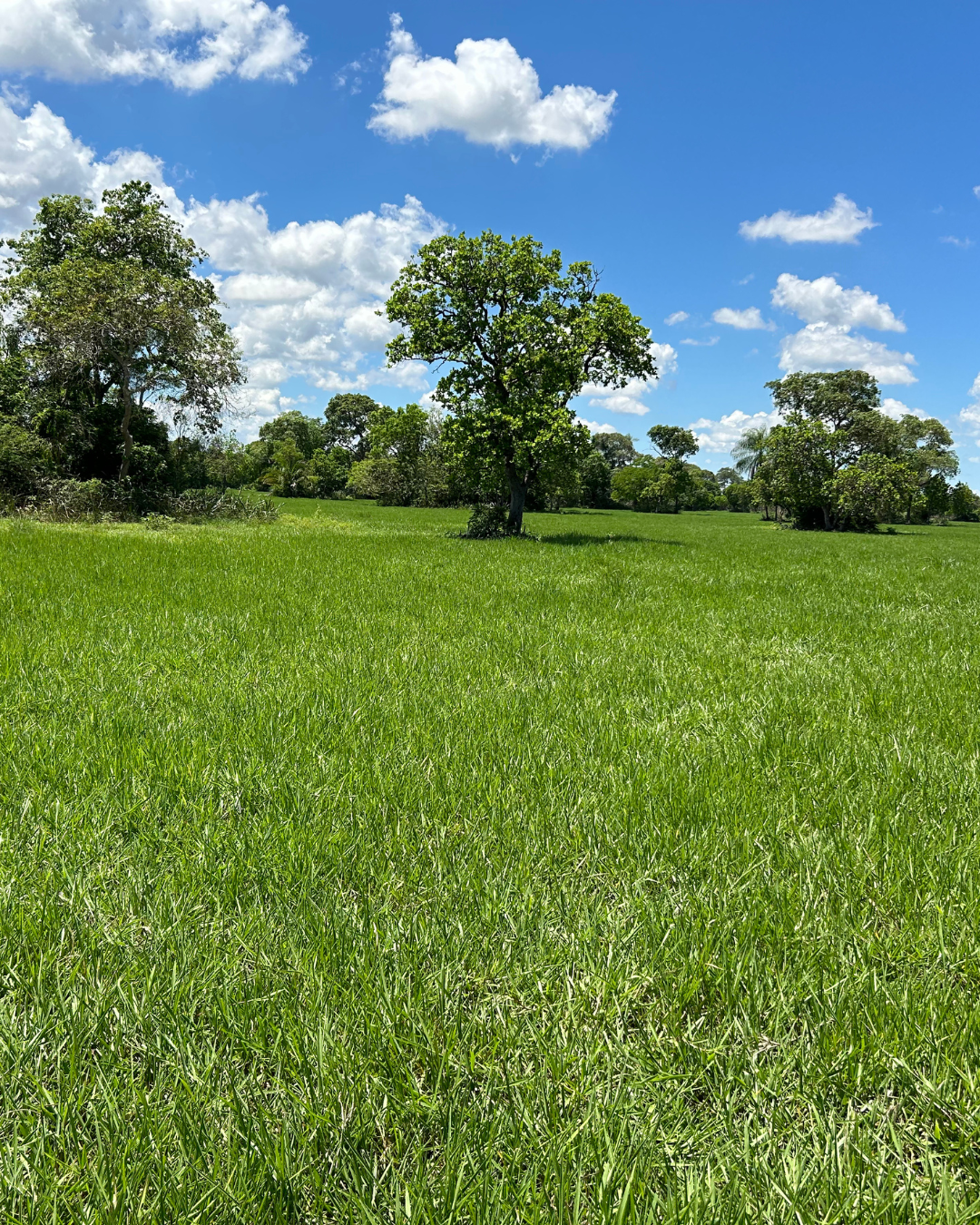 Fazenda à Venda -  Região de Anastácio/MS