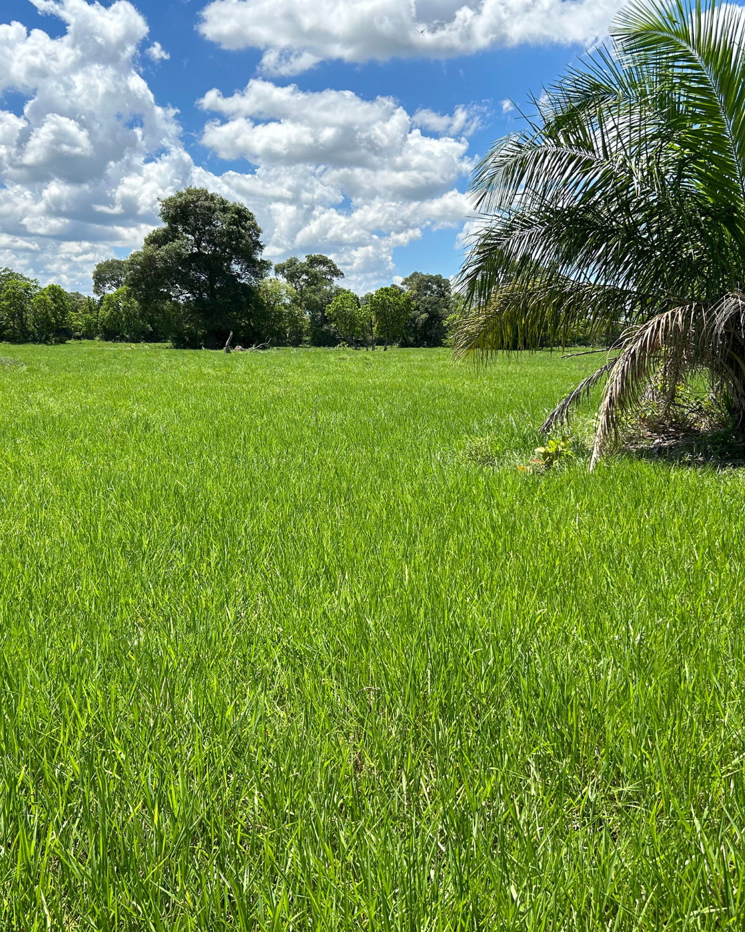 Fazenda à Venda -  Região de Anastácio/MS