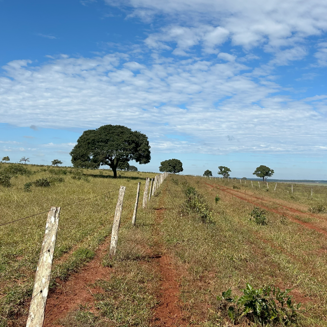 Fazenda à Venda – 1.000 Hectares | Camapuã/MS | Dupla Aptidão | Rio na Divisa