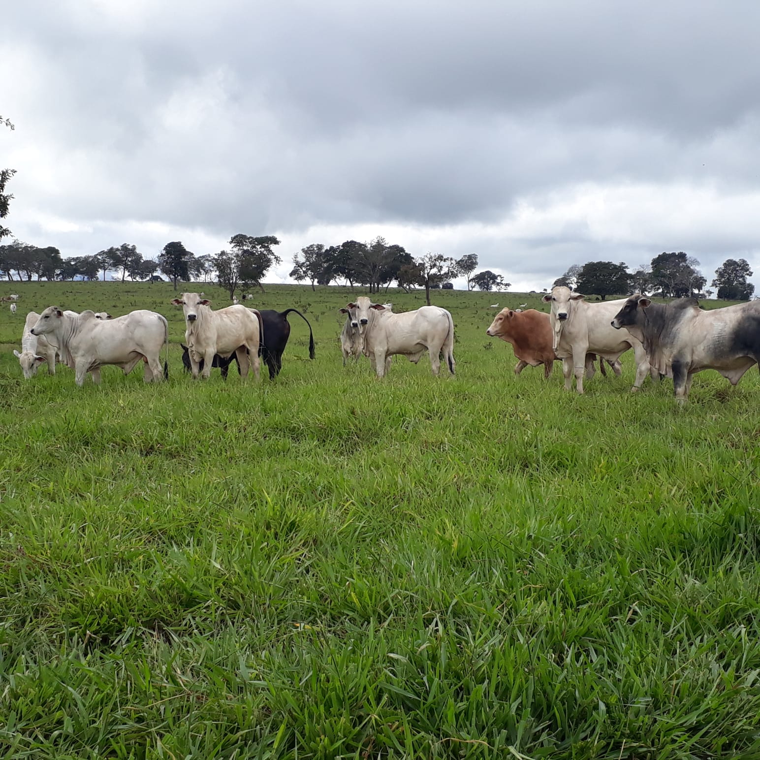 Fazenda à Venda – 2.420 Hectares | Região do Taboco/MS | Pecuária Estruturada | Excelente Localização
