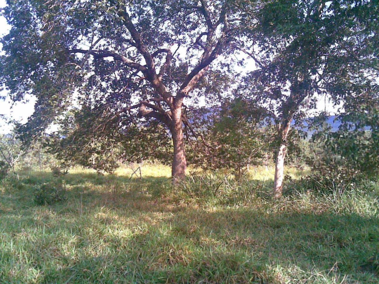 Fazenda à Venda – 2.420 Hectares | Região do Taboco/MS | Pecuária Estruturada | Excelente Localização