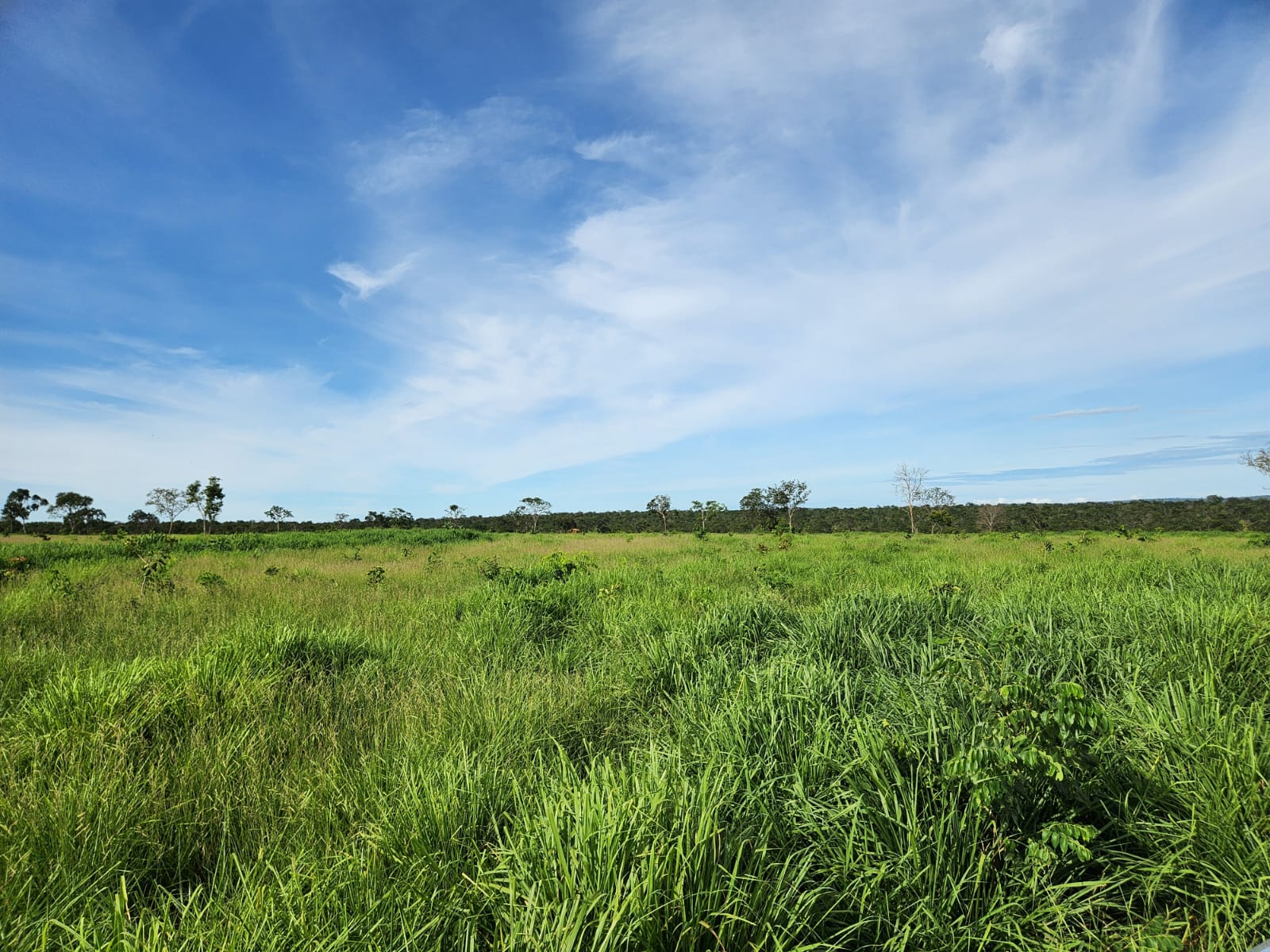 Fazenda Região Figueirão/MS 