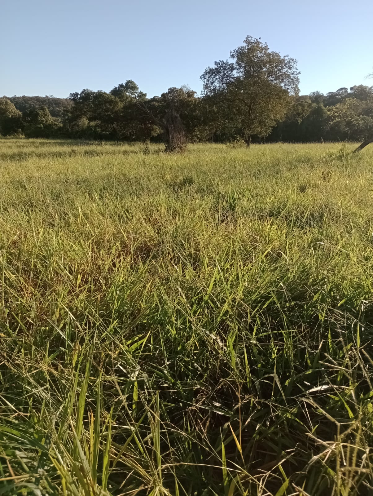 Fazenda à Venda| Região de Rio Verde/MS