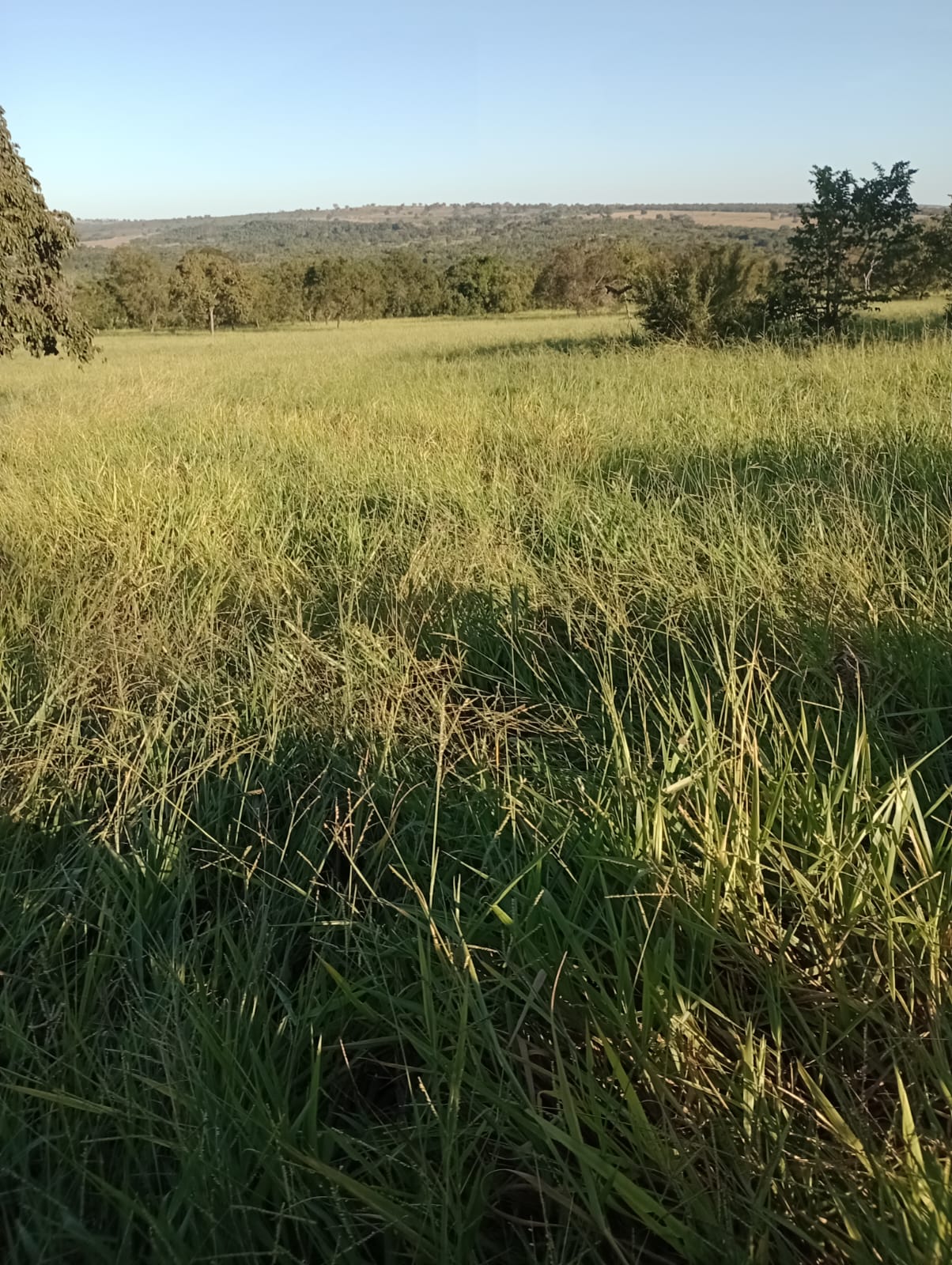 Fazenda à Venda| Região de Rio Verde/MS