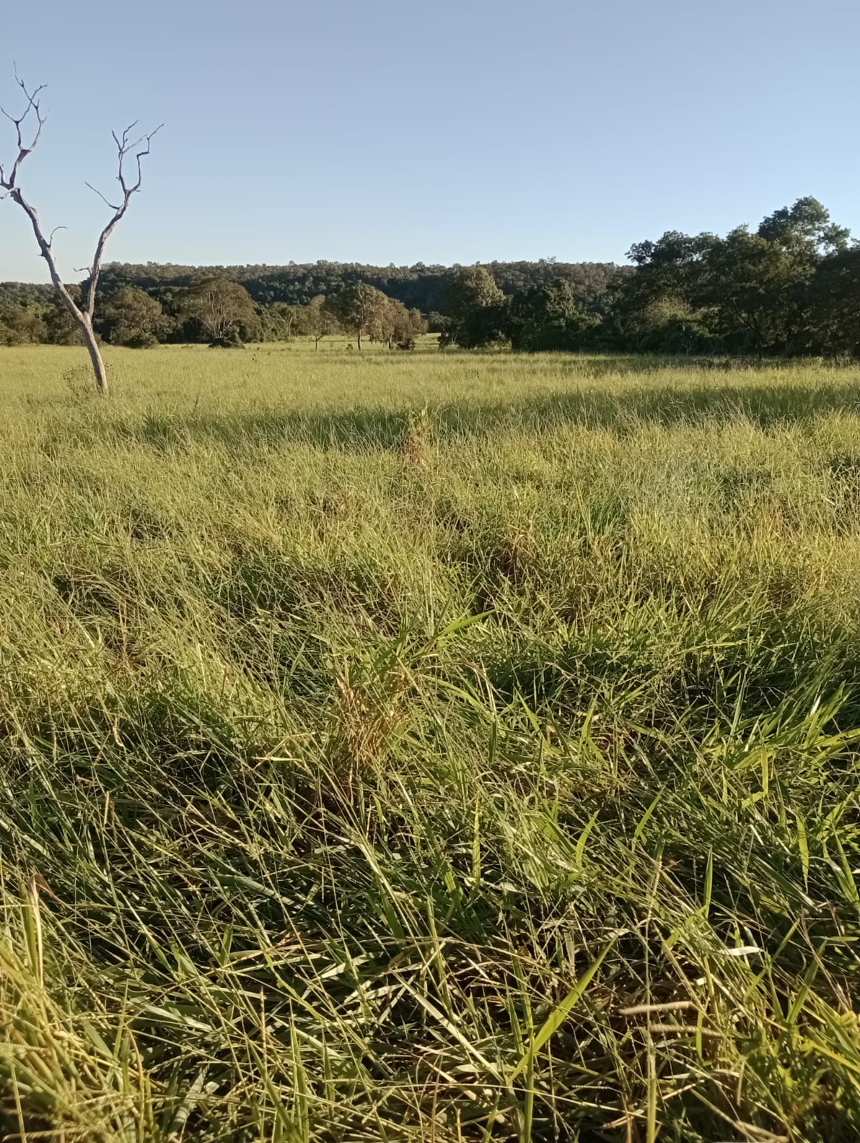 Fazenda à Venda| Região de Rio Verde/MS