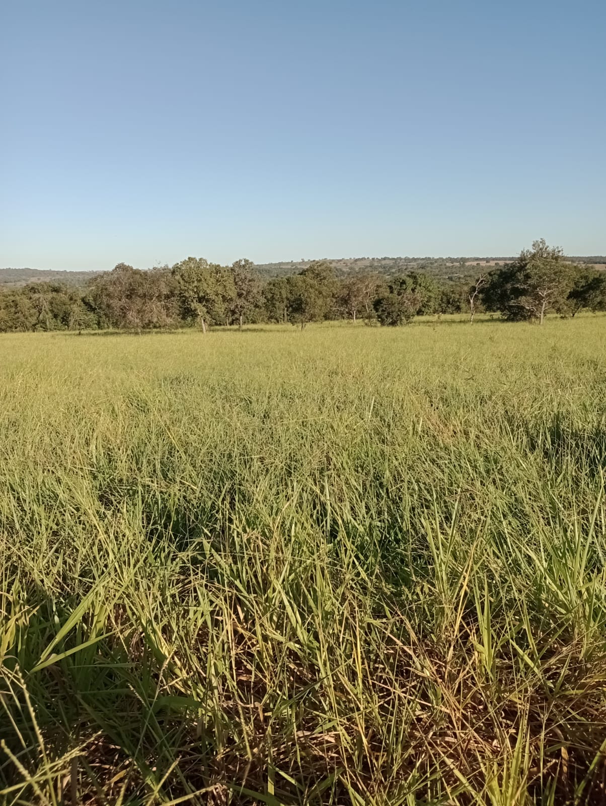 Fazenda à Venda| Região de Rio Verde/MS