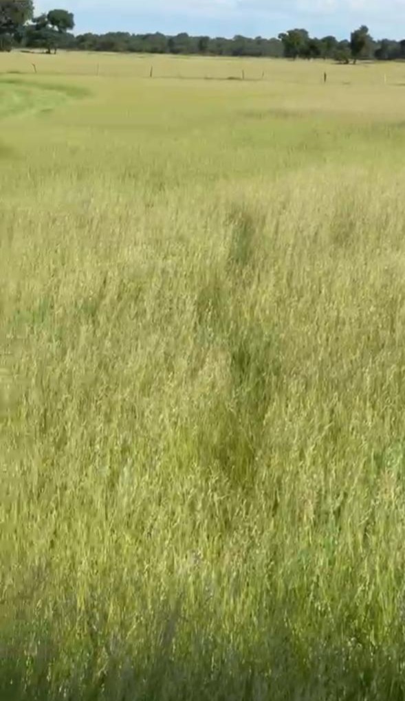 Fazenda à Venda – Pantanal da Nhecolândia / Serra da Alegria