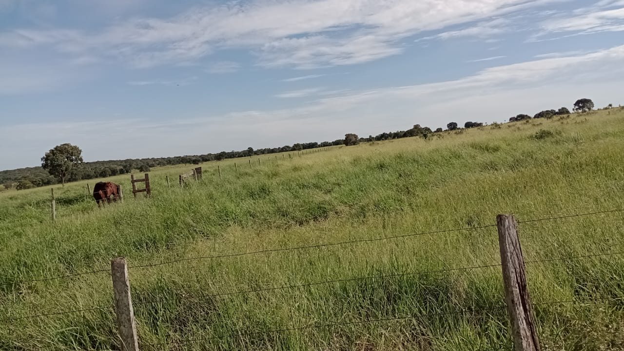 Fazenda à Venda – Região de Campo Grande/MS