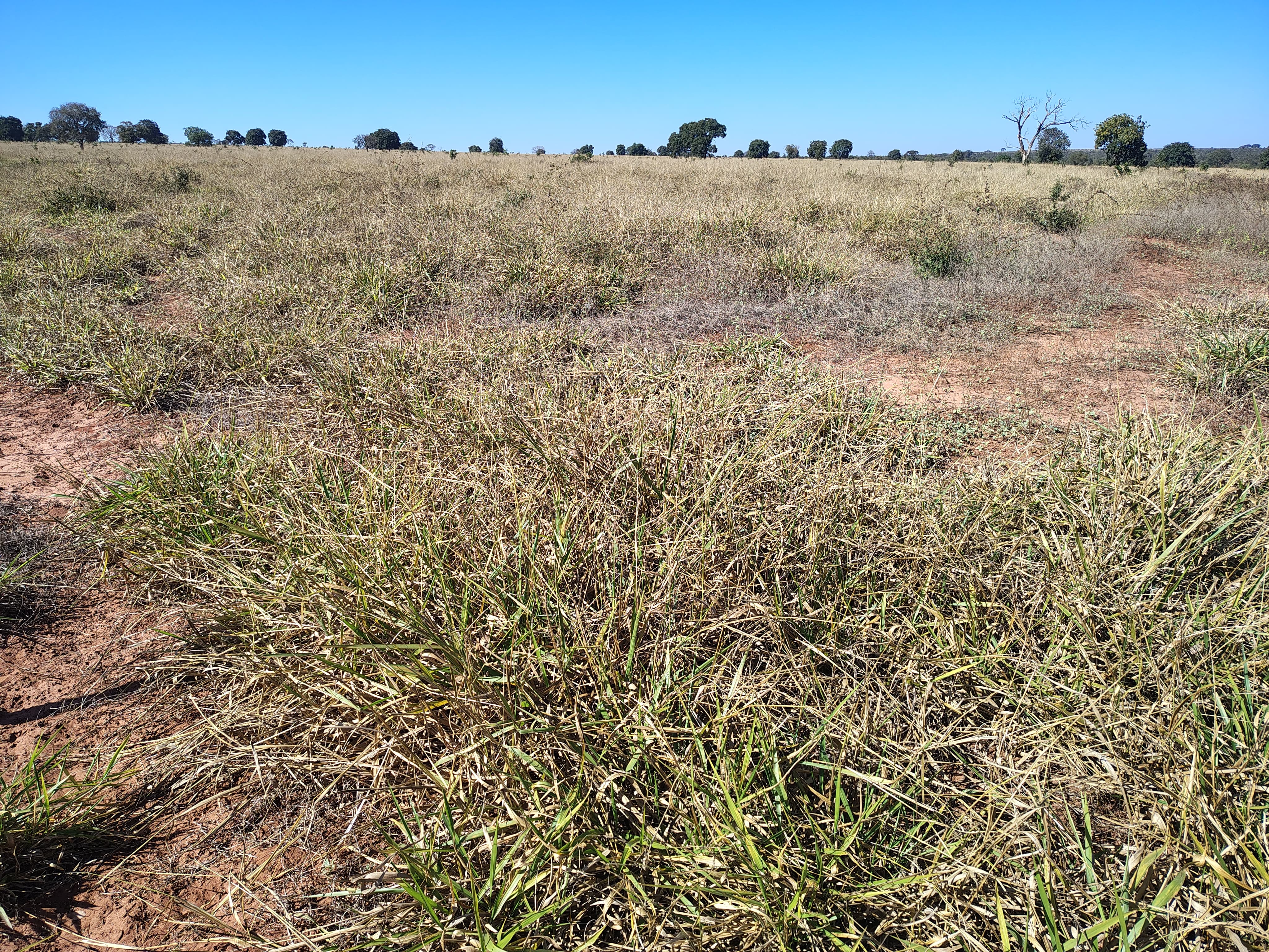 Fazenda à Venda – Região de Ribas do Rio Pardo/Campo Grande/MS