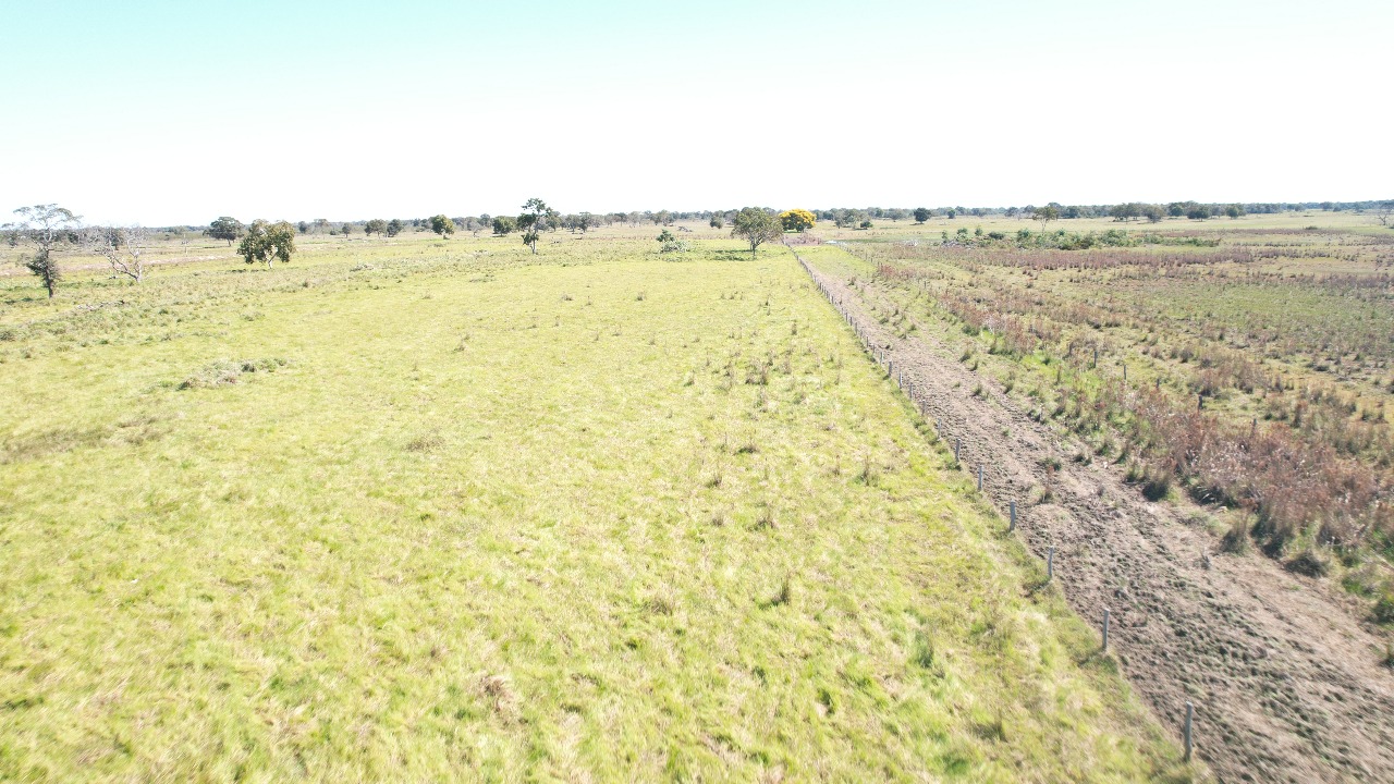 Fazenda à Venda -  Região do Pantanal Nhecolândia /MS