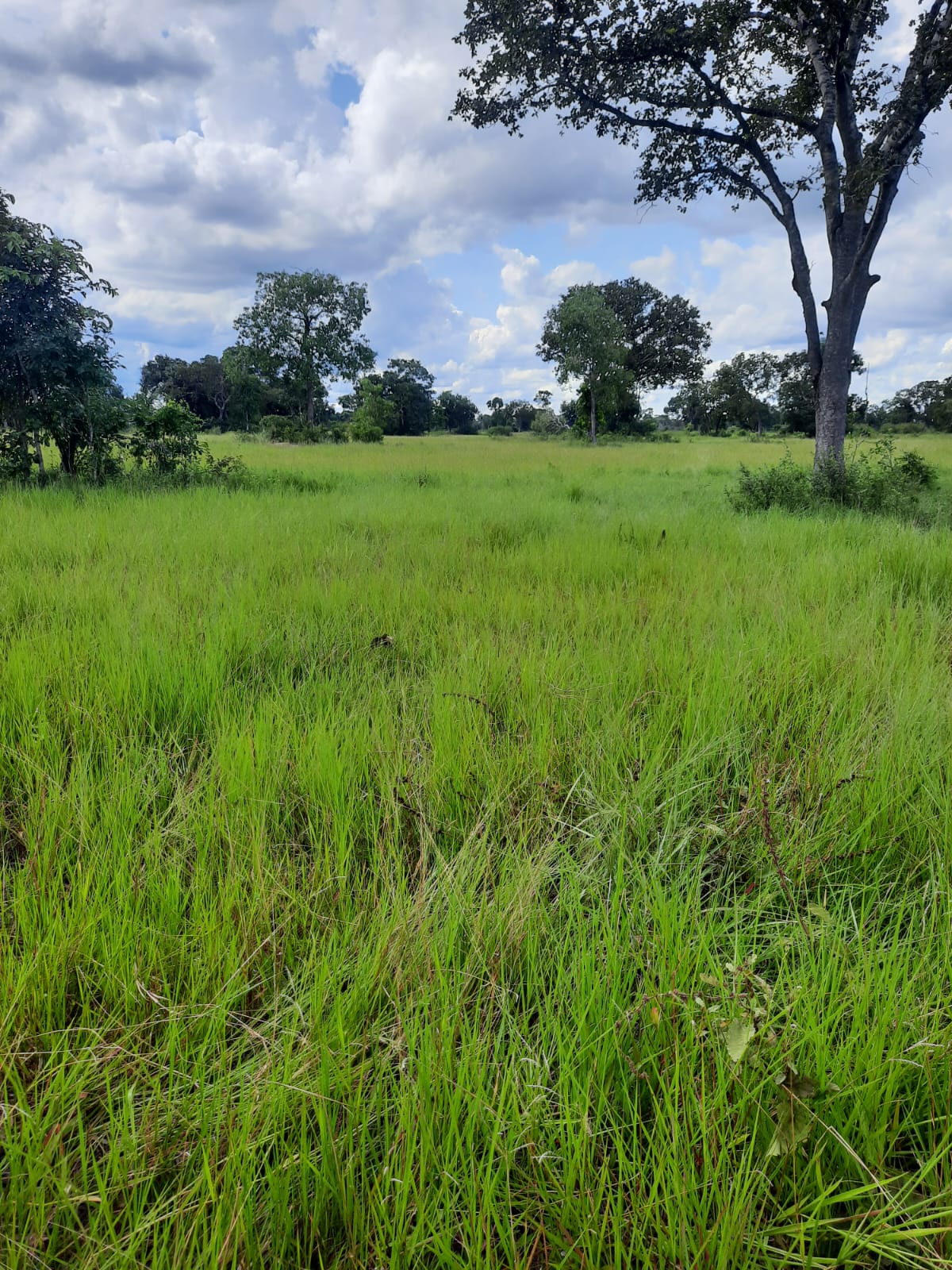 Fazenda à Venda – Pantanal do Rio Verde/MS