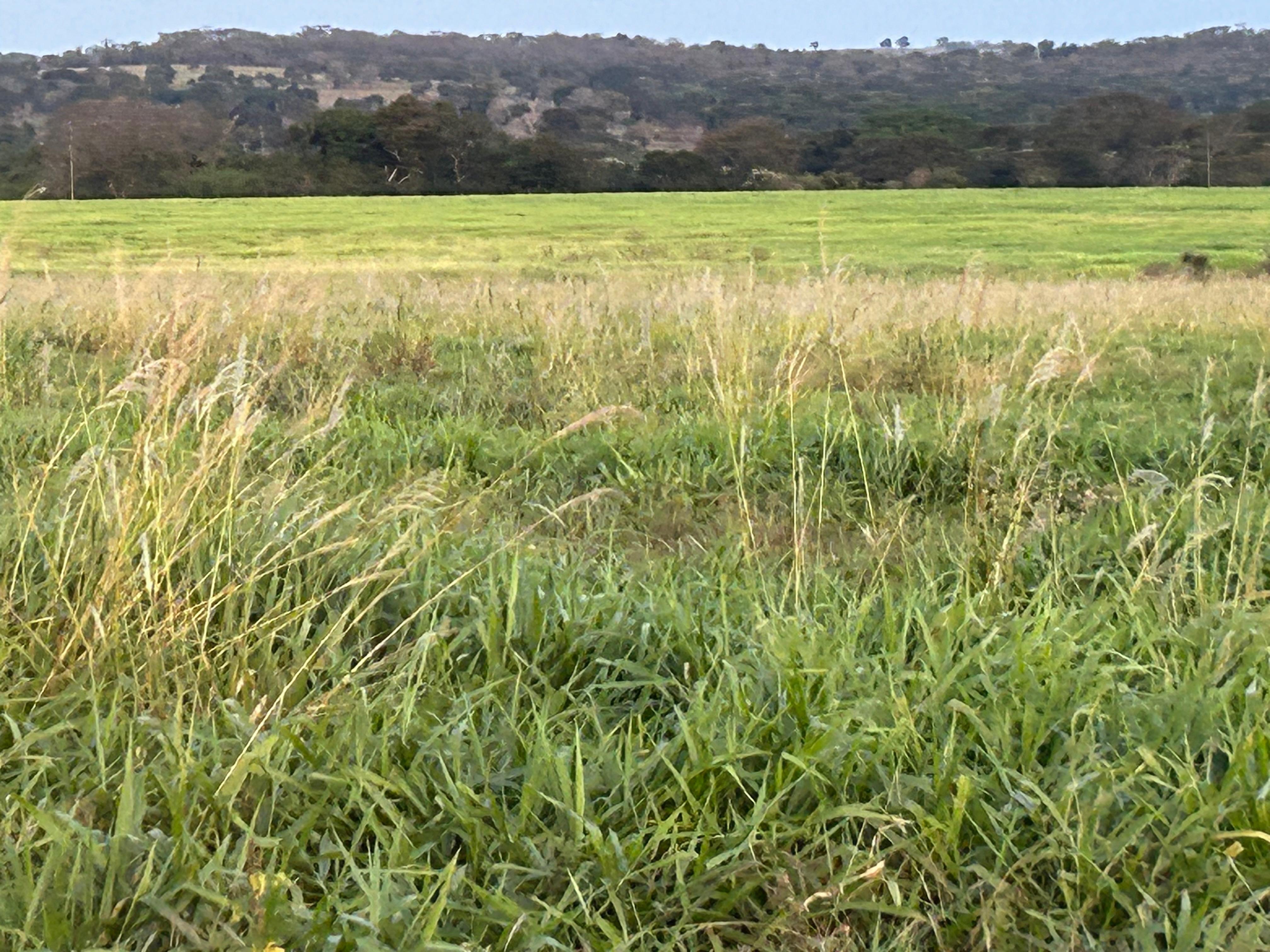 Fazenda à Venda – Região de Rochedo/MS