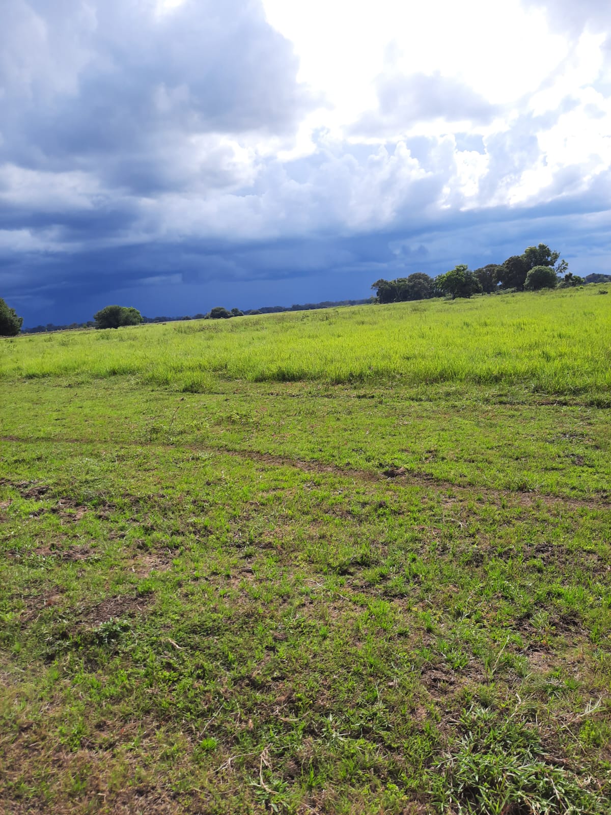 Fazenda à Venda – Pantanal do Rio Verde/MS