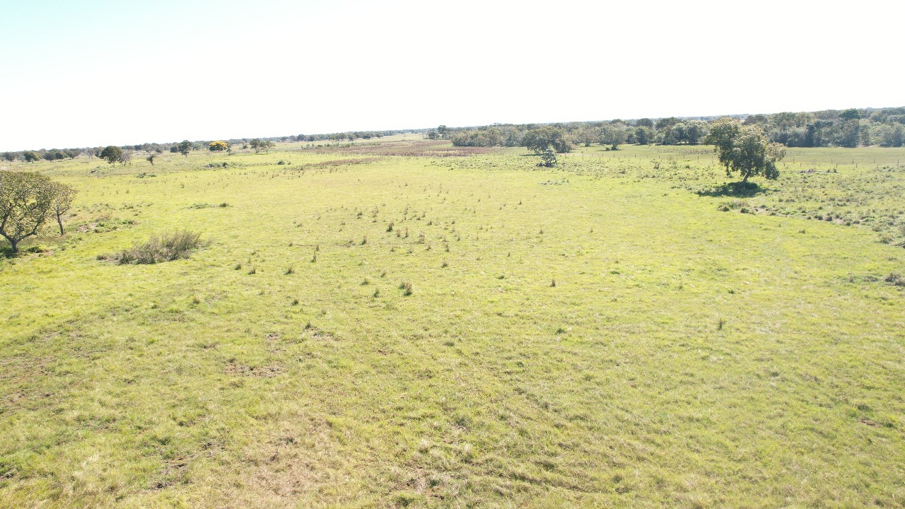 Fazenda à Venda - Região do Pantanal Nhecolândia /MS