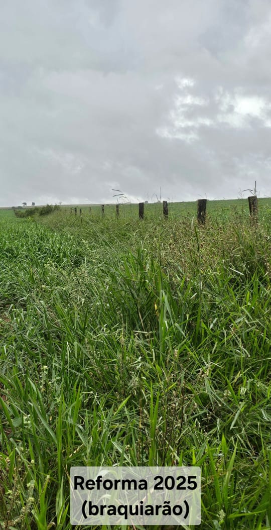 FAZENDA À VENDA – REGIÃO DE CAMPO GRANDE/MS