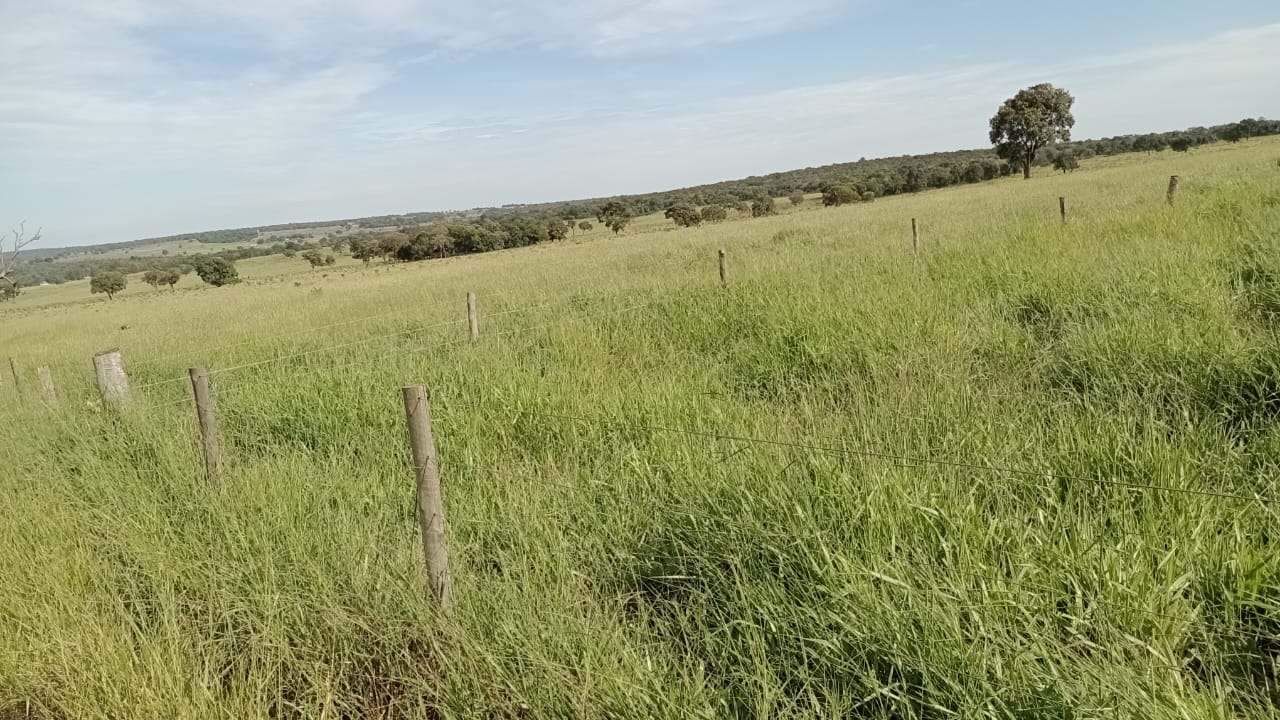 Fazenda à Venda – Região de Campo Grande/MS