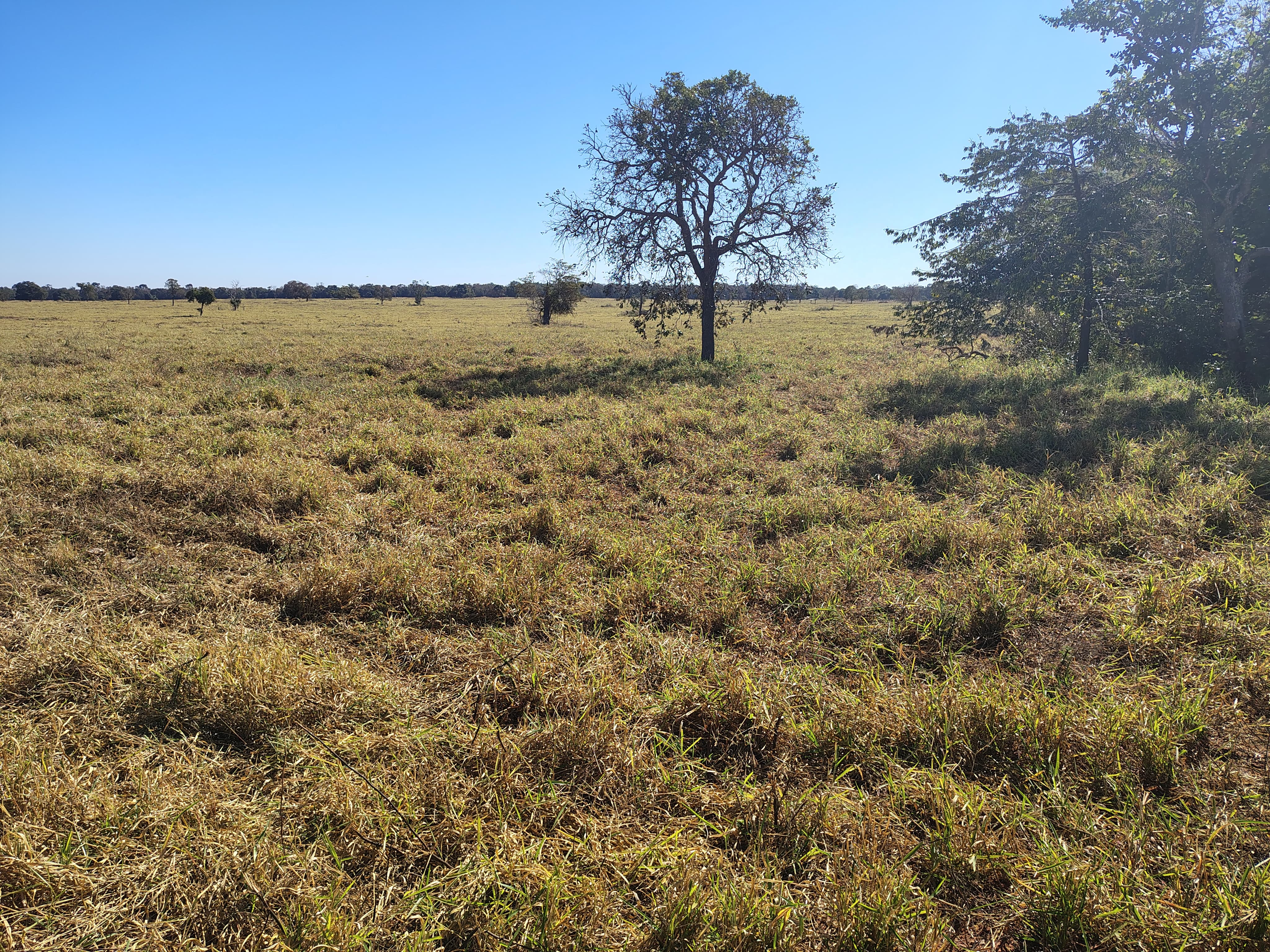 FAZENDA À VENDA – REGIÃO DE CAMPO GRANDE/MS