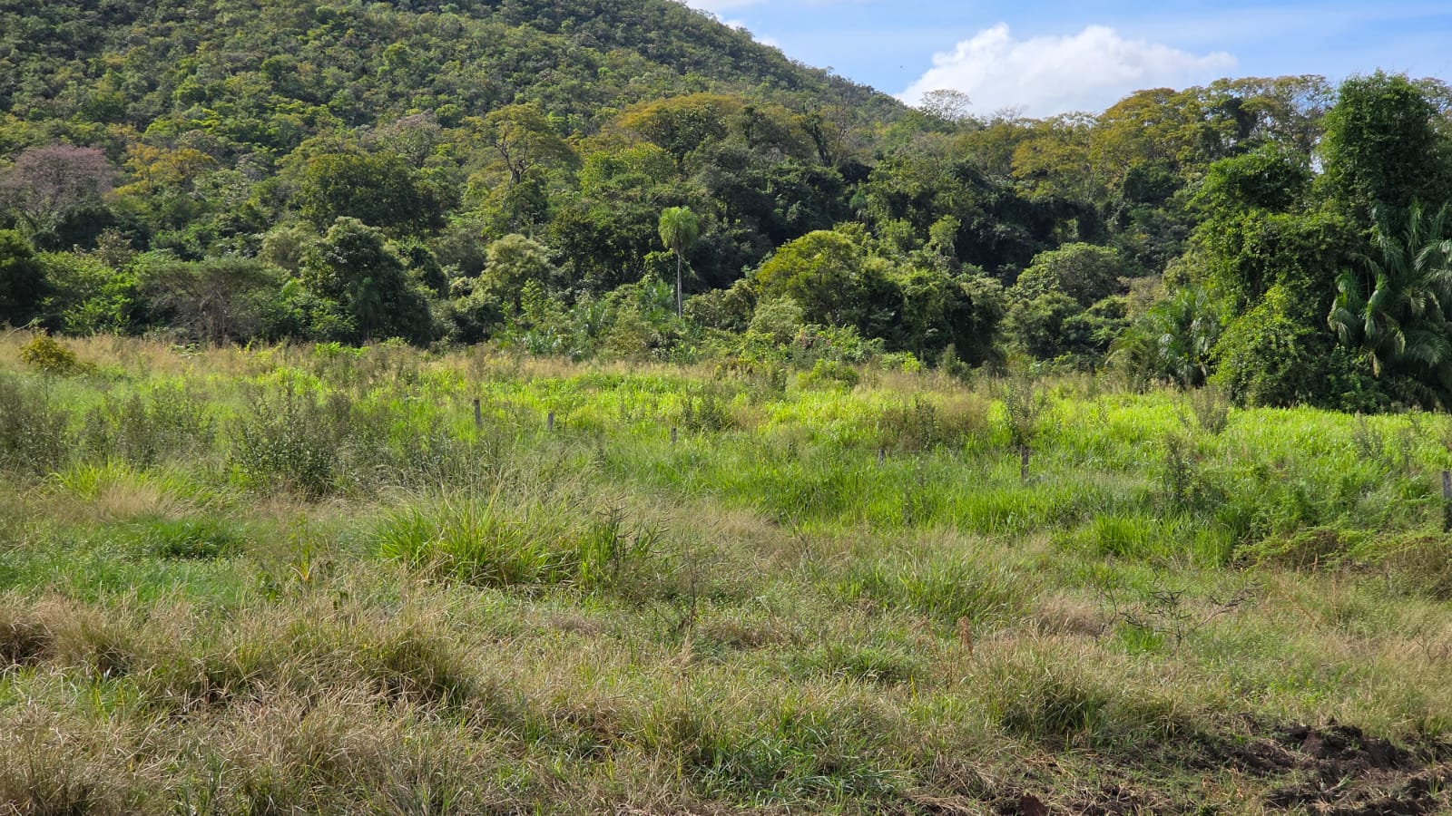 FAZENDA À VENDA – REGIÃO DE ROCHEDO/MS