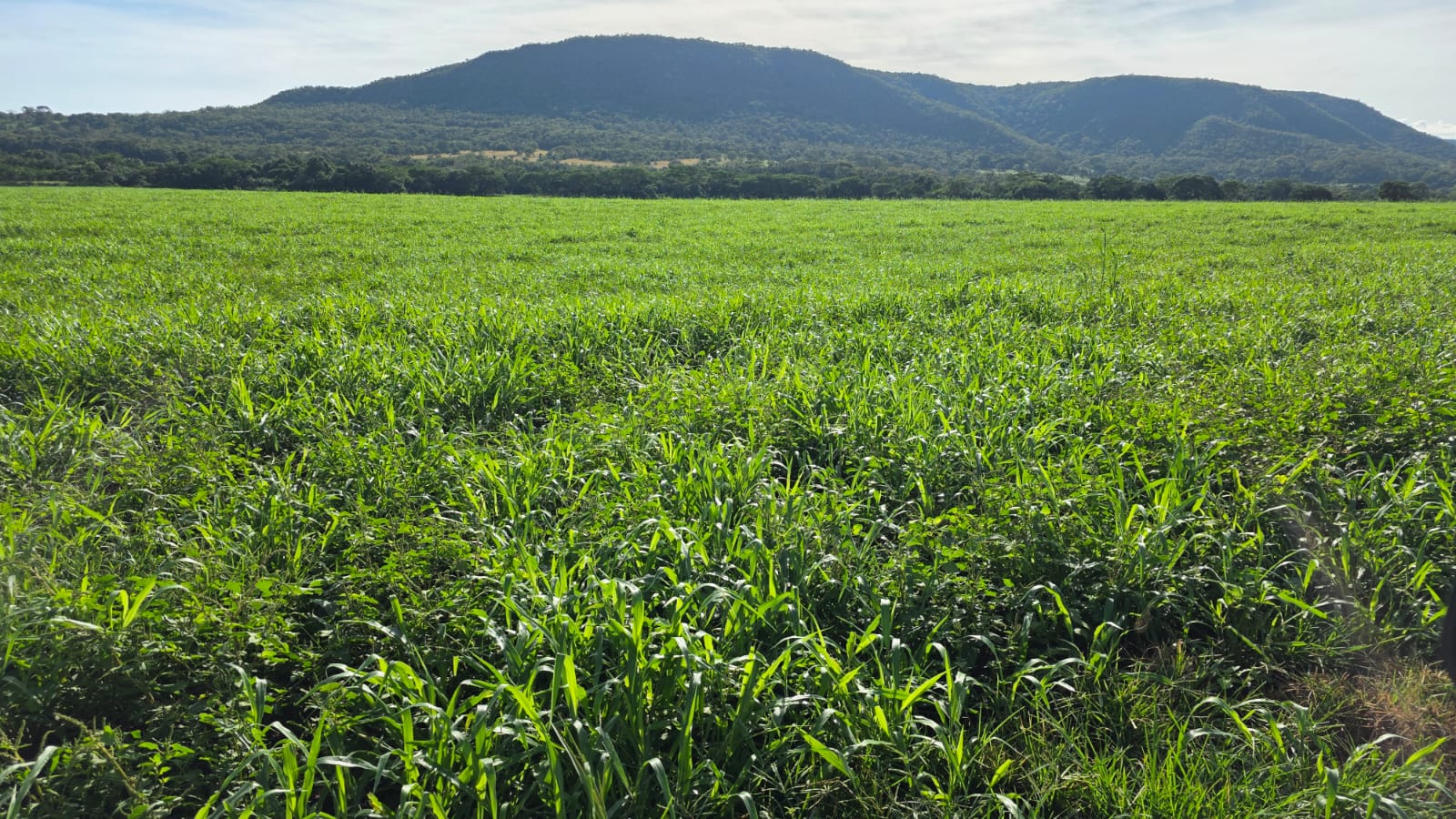 FAZENDA À VENDA – REGIÃO DE ROCHEDO/MS