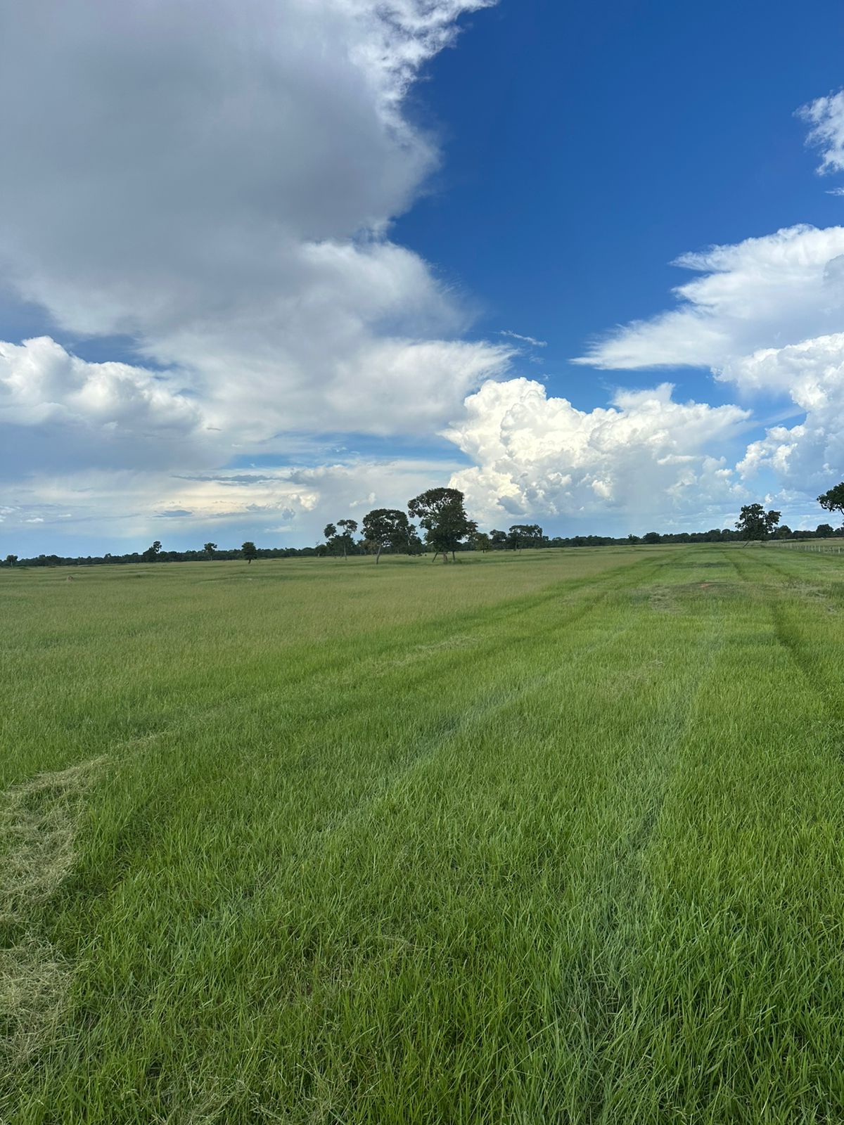Fazenda à Venda – Pantanal da Nhecolândia / Serra da Alegria