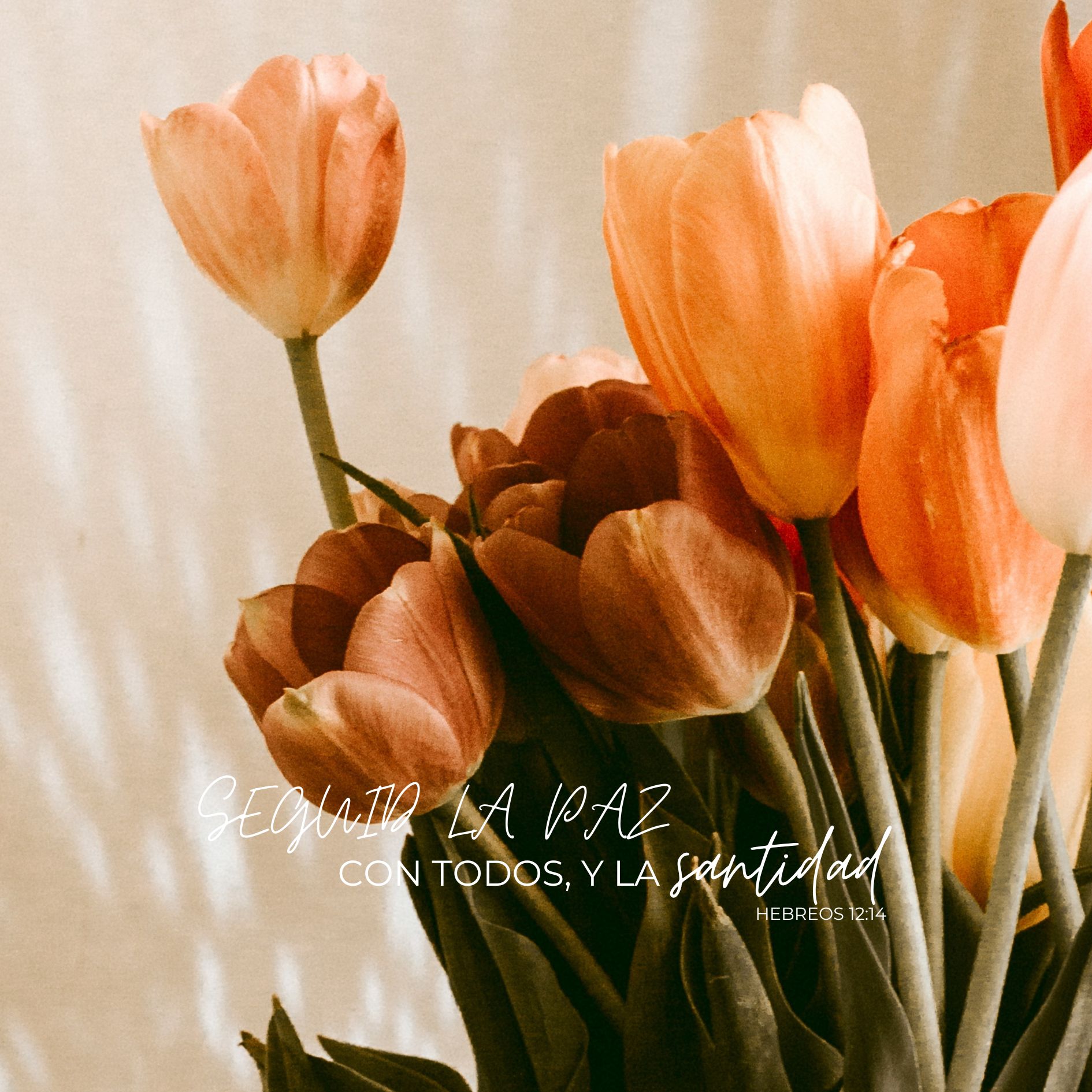 "Seguir la paz con todos, y la santidad"
