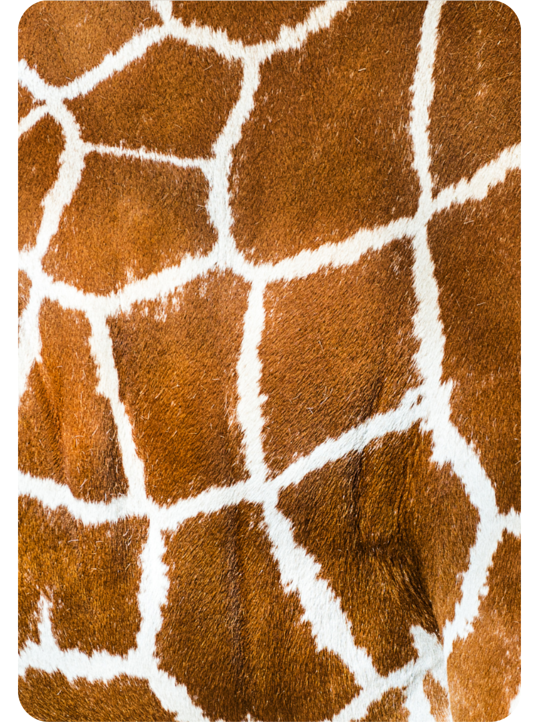 GYVŪNAI IR JŲ KAILIS