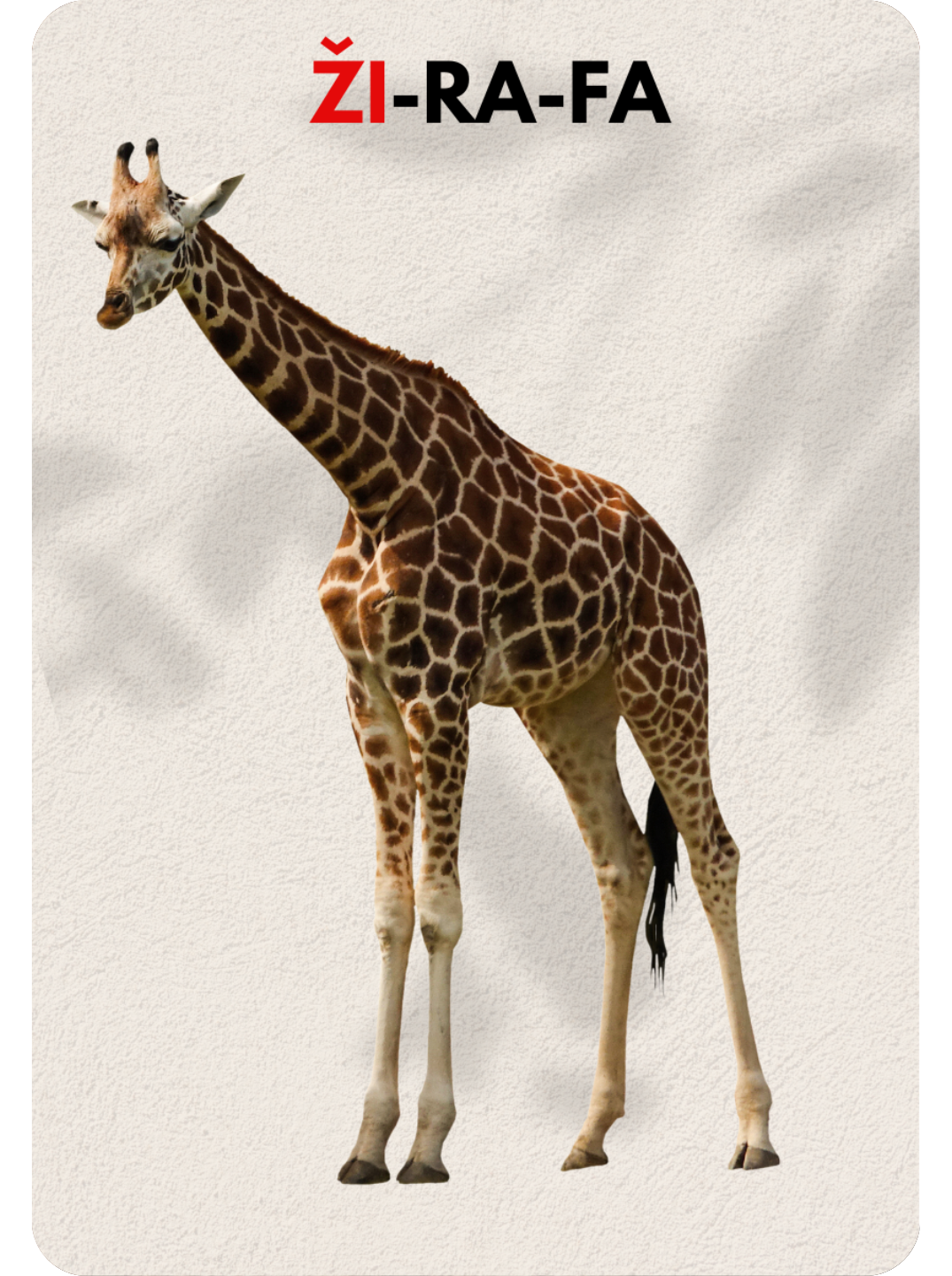 GYVŪNAI IR JŲ KAILIS