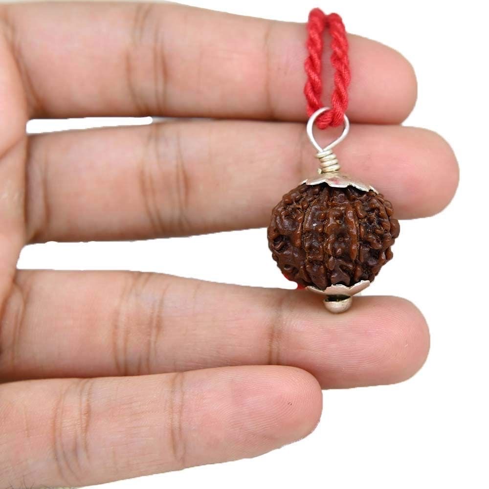 5 Mukhi Rudraksha