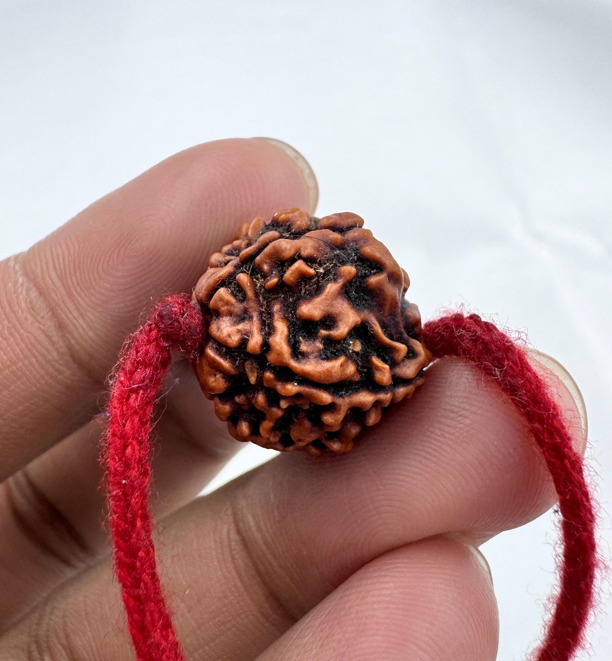 5 Mukhi Rudraksha