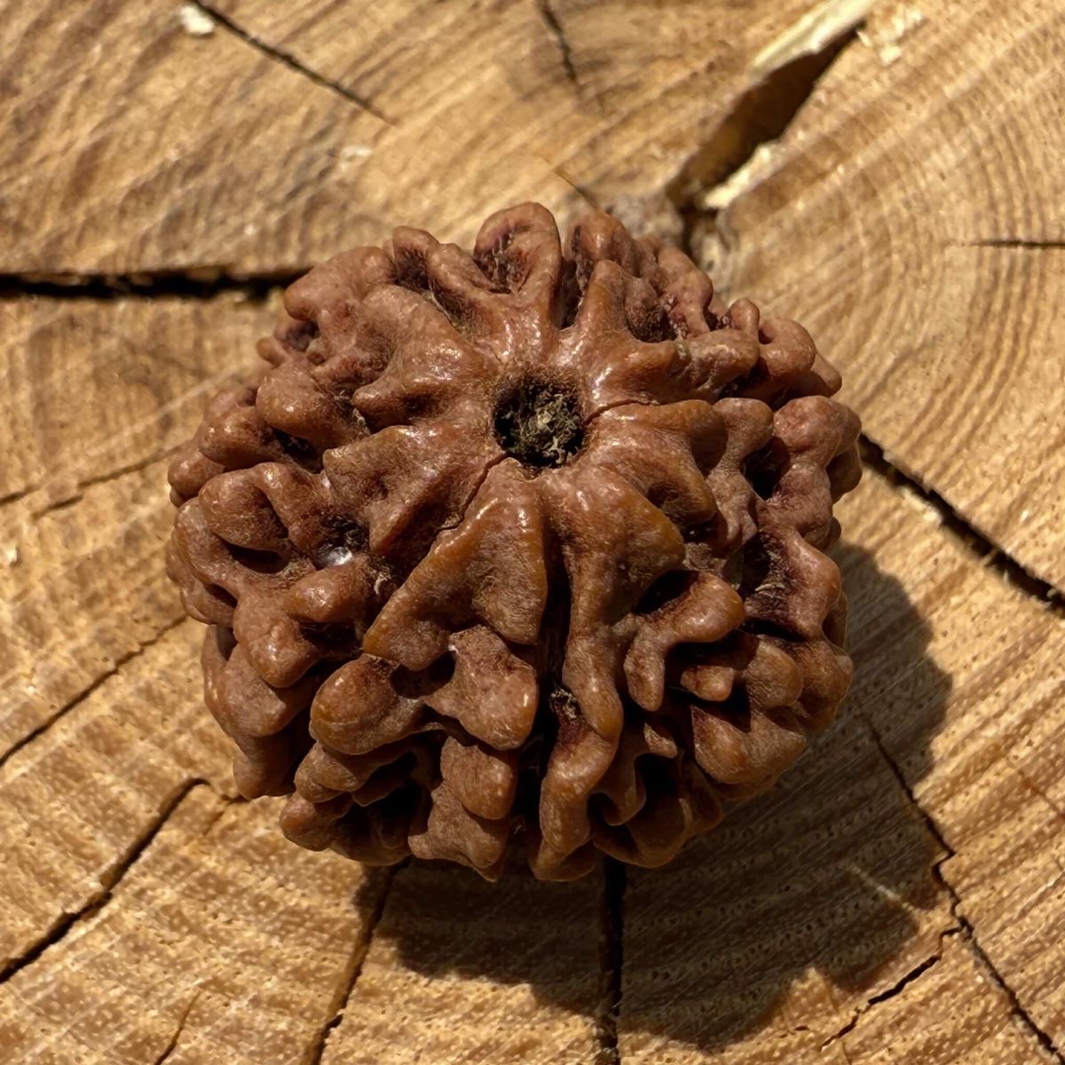 7 Mukhi (face) Rudraksha Pendant with Silver cap