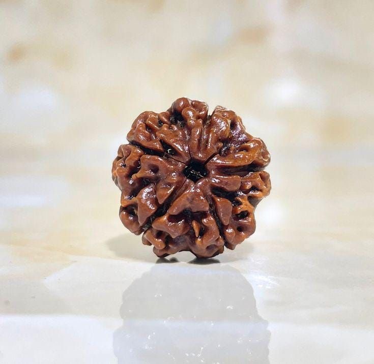 5 Mukhi Rudraksha
