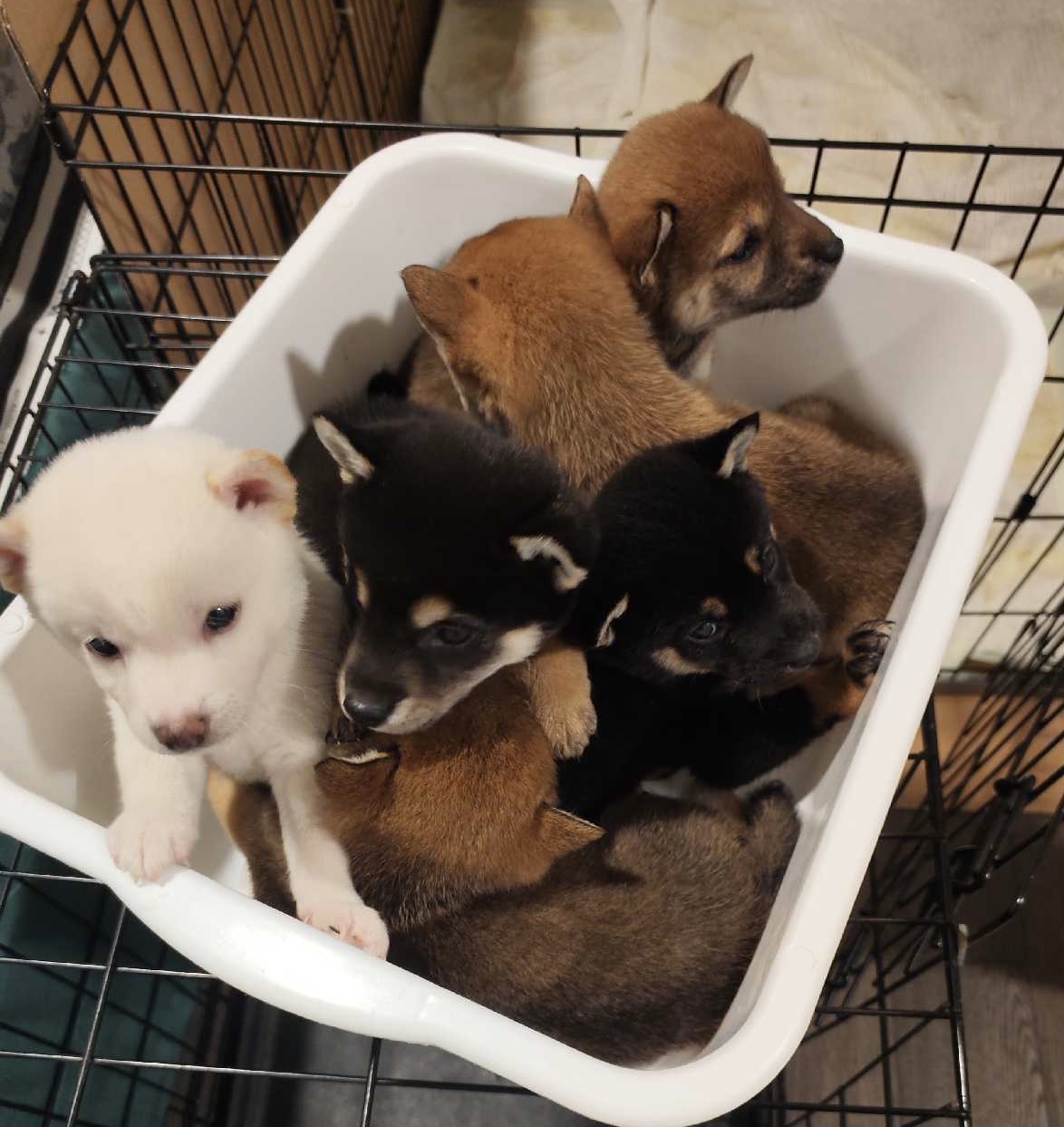 Puppy Yoga Nov 9 12pm