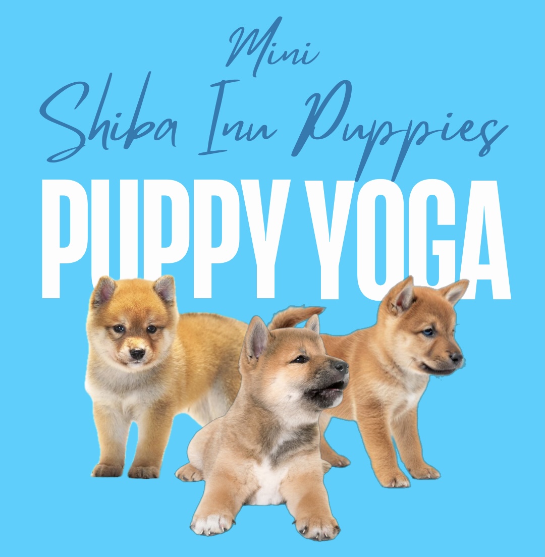 Puppy Yoga Nov 9 12pm