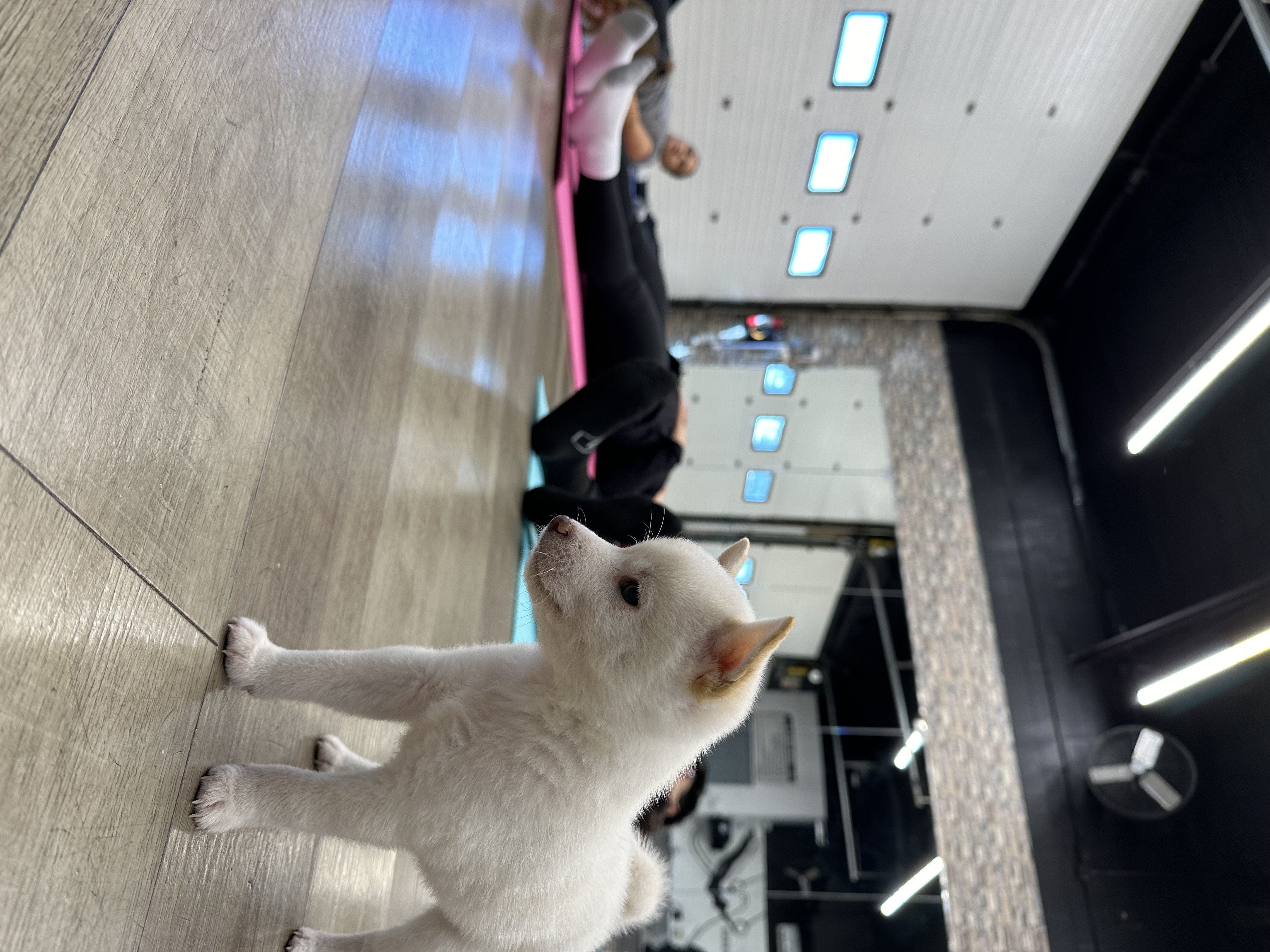 Puppy Yoga Nov 9 12pm