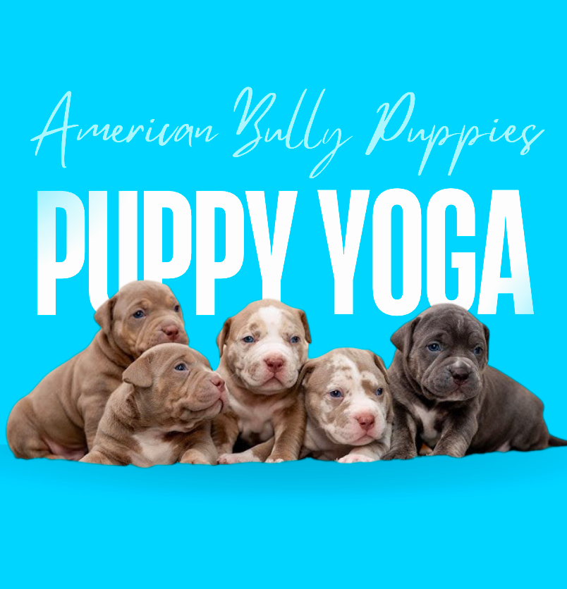 Puppy Yoga - Sun December 8 Bully Puppies Mississauga