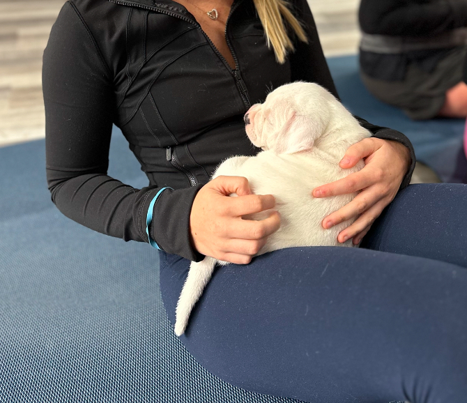 Puppy Yoga - Sun December 8 Bully Puppies Mississauga