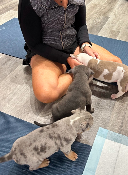 Puppy Yoga - Sun December 8 Bully Puppies Mississauga