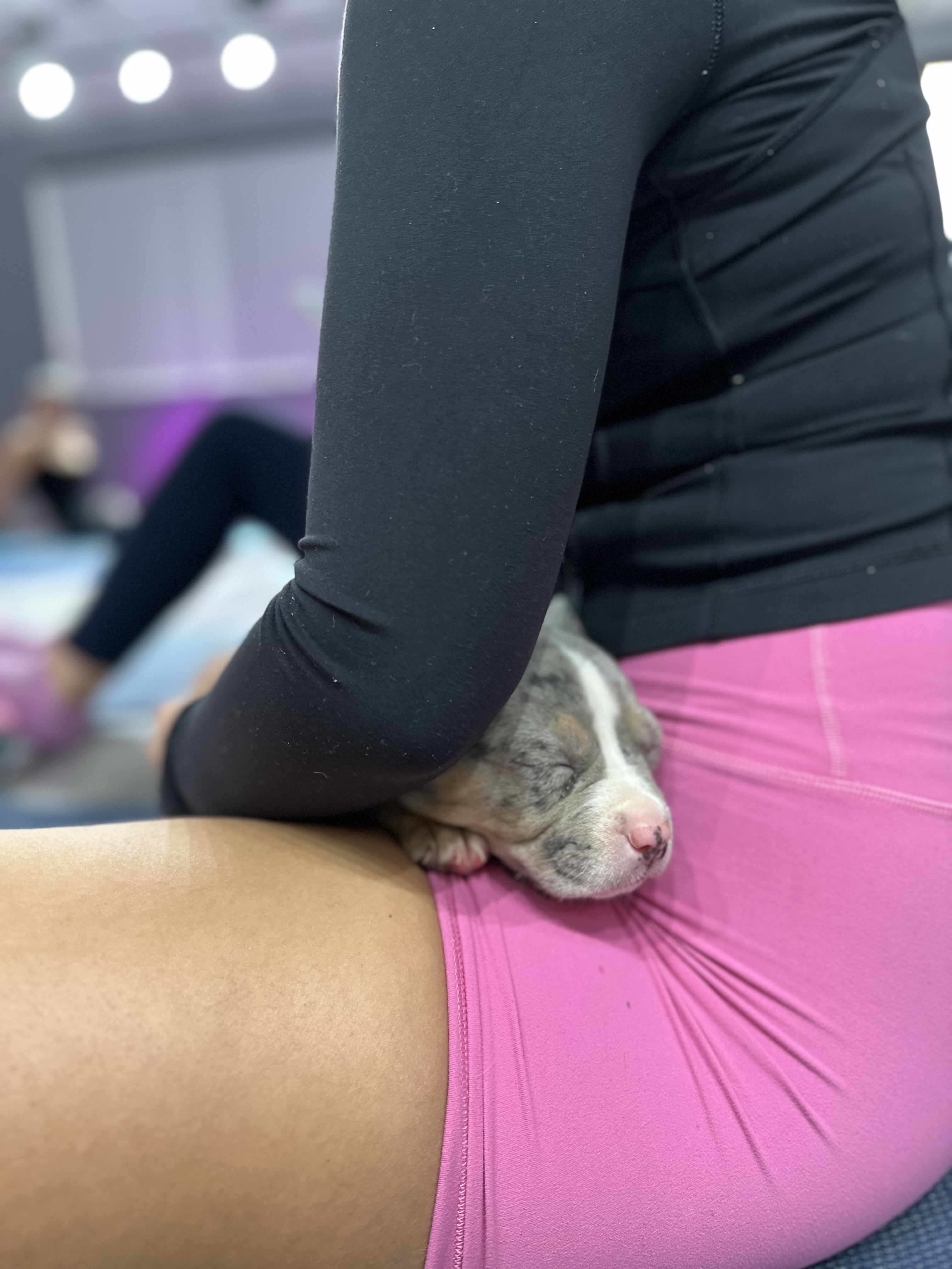 Puppy Yoga - Sun December 8 Bully Puppies Mississauga