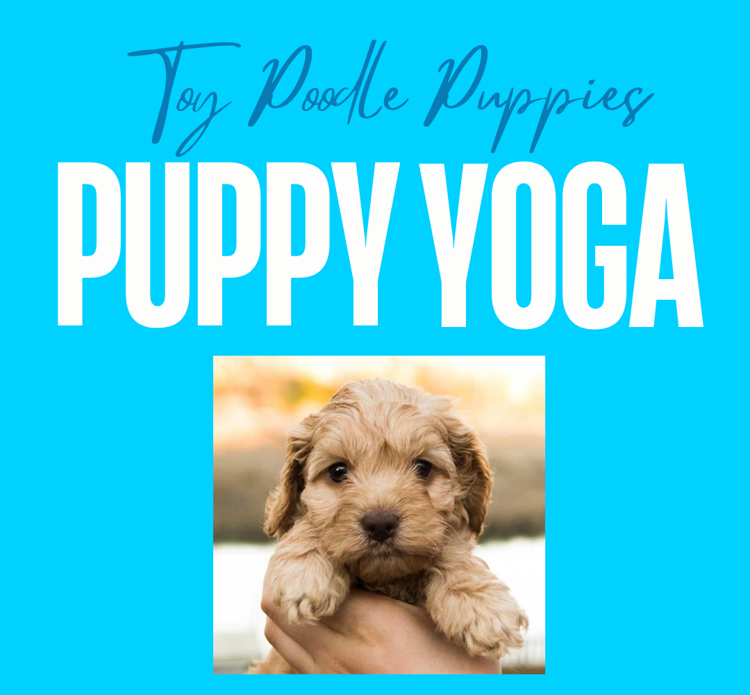 Puppy Yoga - Toy Poodle Puppies - March 2 at 12pm Mississauga
