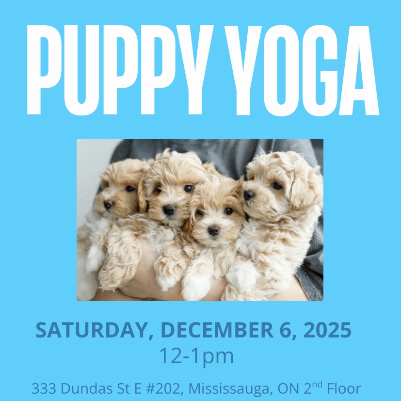 Puppy Yoga December 6 at 12pm Mississauga - Mini Poodles