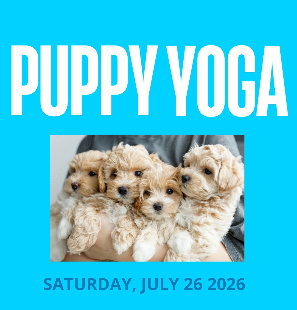 Puppy Yoga with  Mini Poodle Puppies 