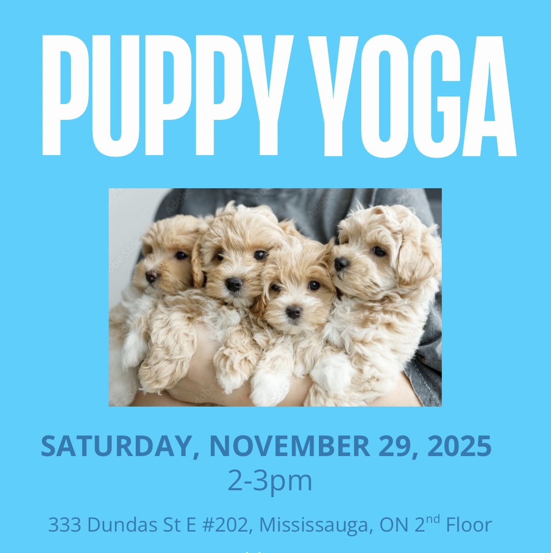 Puppy Yoga - November 29 2pm Mississauga - Mini Poodles