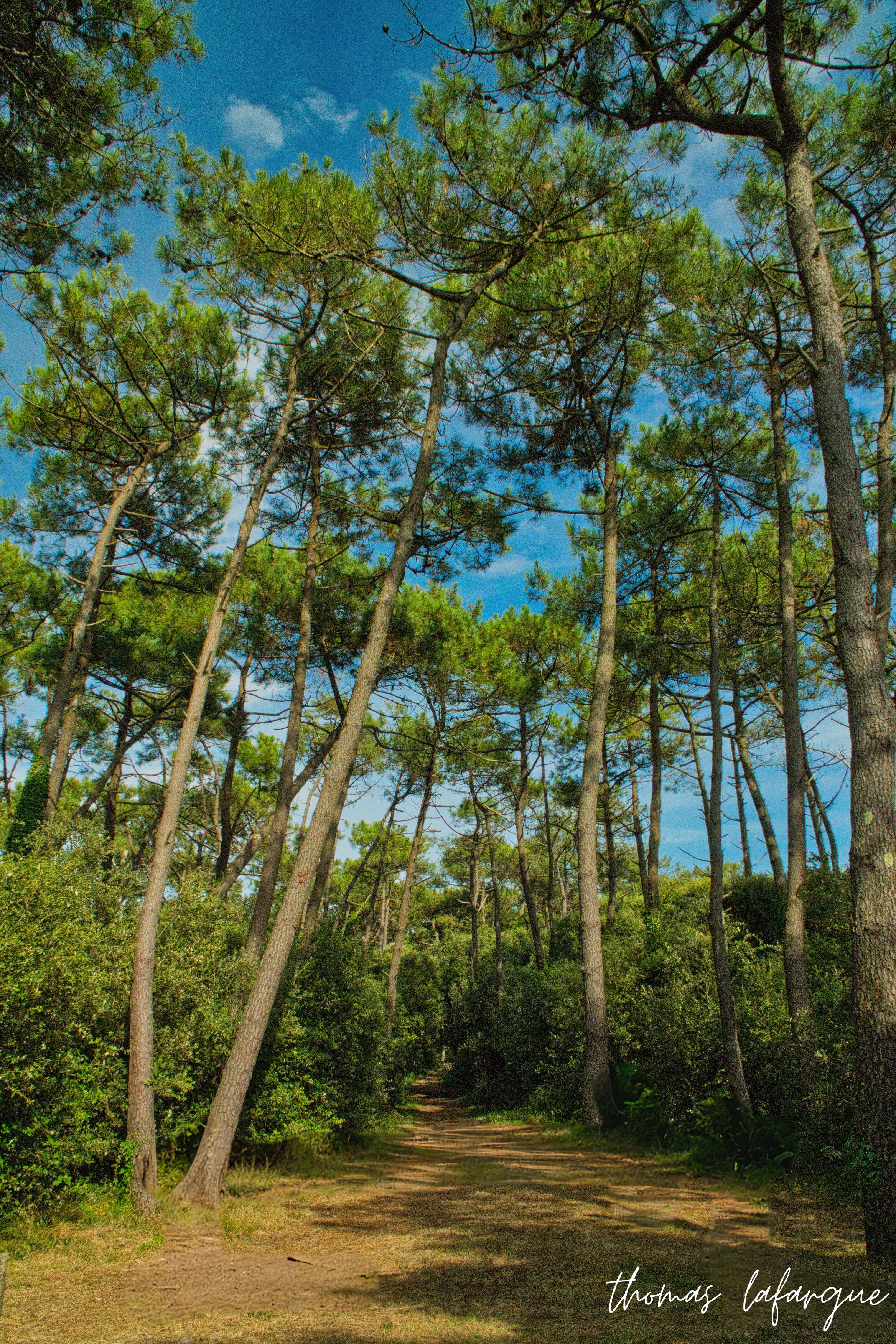 photo d'une forêt pins