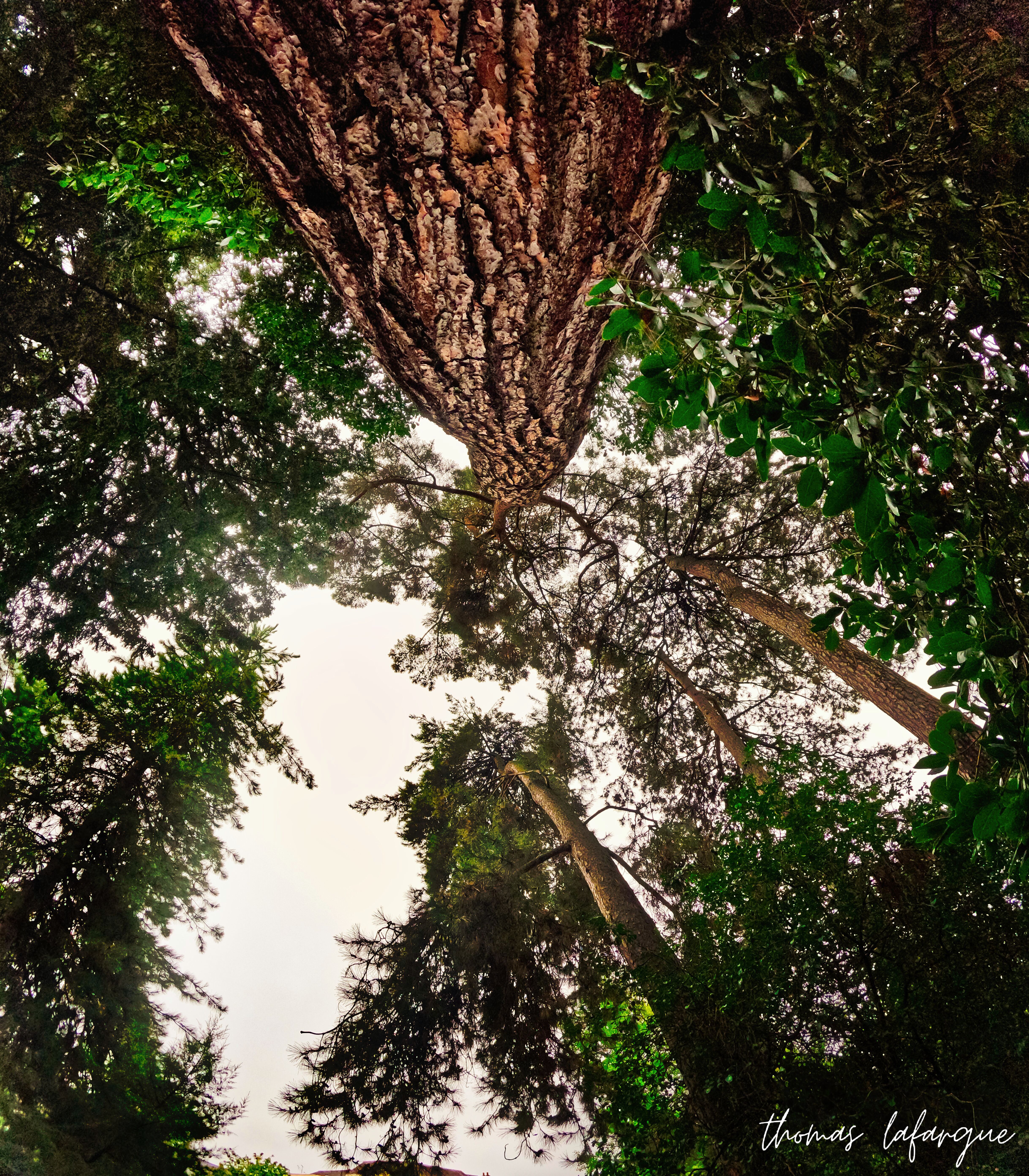 Photo d'arbre majestueux